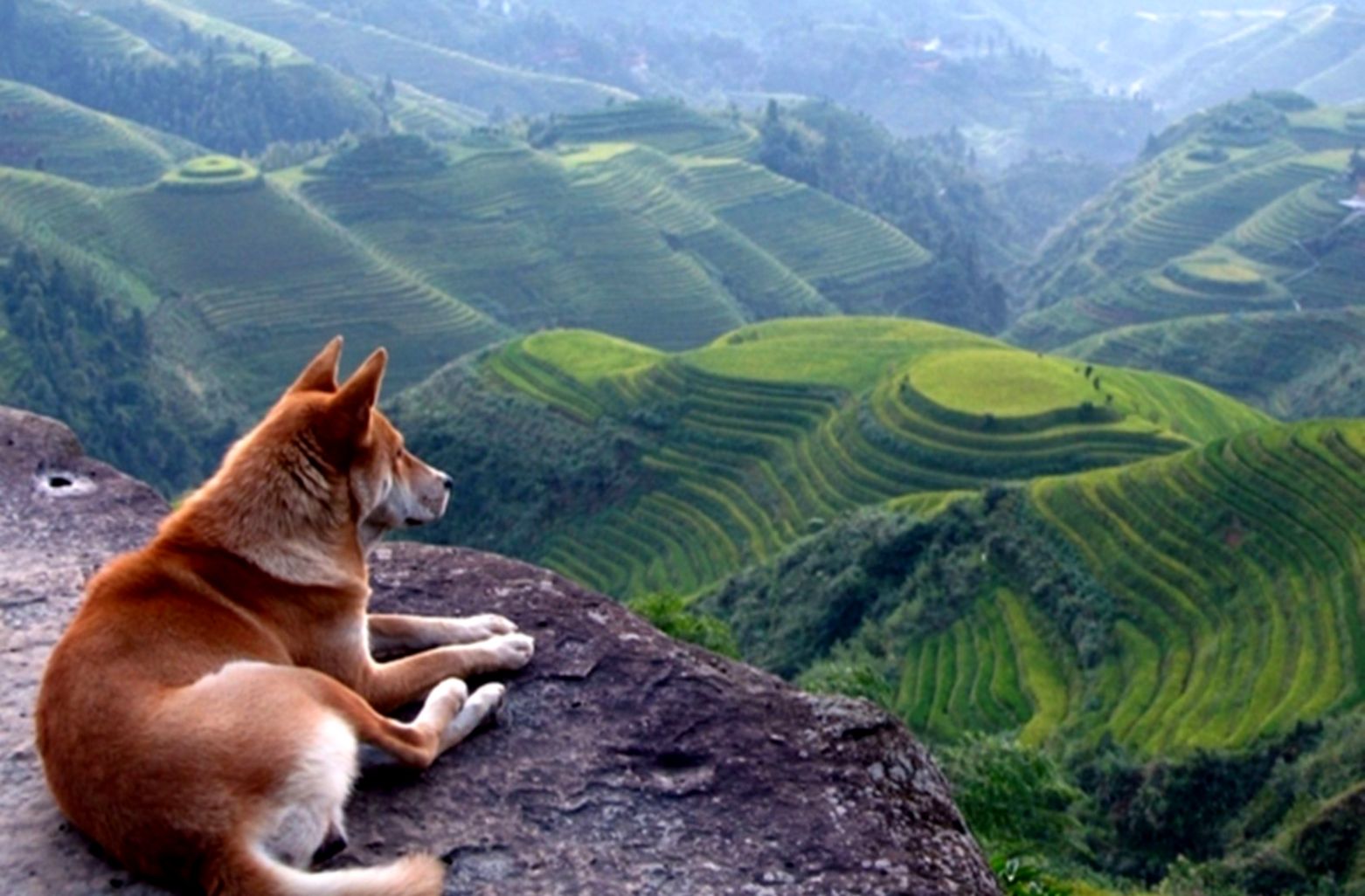 Mountains Nature Dogs German Shepherd View Landscape - Beautiful Views - HD Wallpaper 