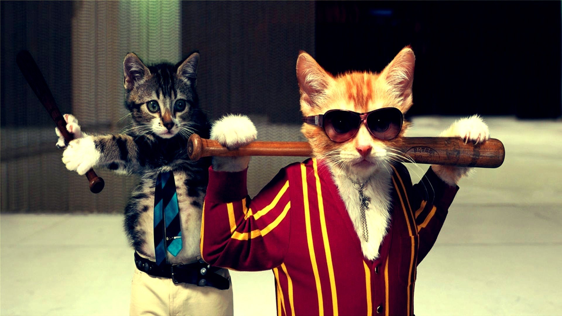 Coolest Wallpaper Ever Wallpapersafari - Cool Cats - HD Wallpaper 