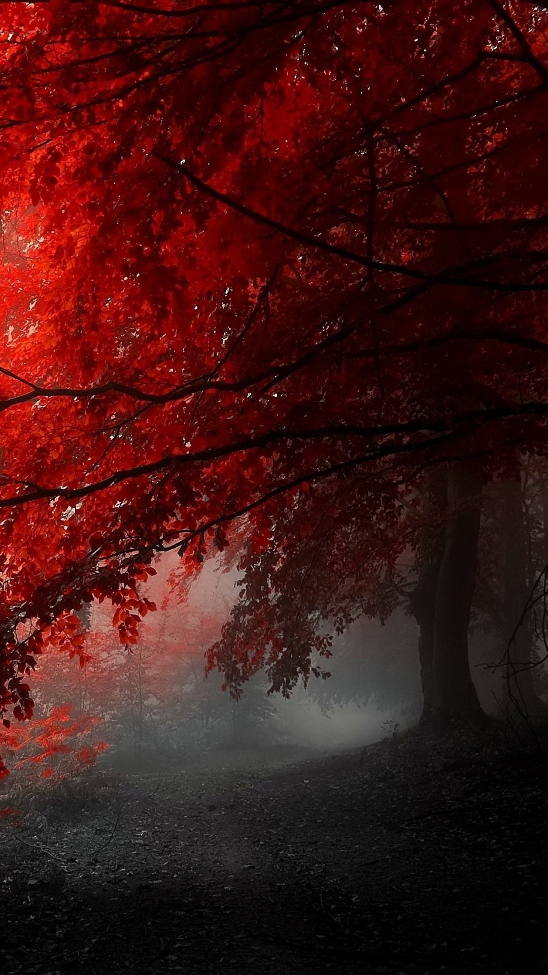 1080x1920, Awesome Red Tree Iphone 6 Wallpapers Hd - Phone Red Wallpaper Hd - 1080x1920 Wallpaper 1080x1920, Awesome Red Tree Iphone 6 Wallpapers Hd - Phone Red Wallpaper Hd - 1080x1920 Wallpaper