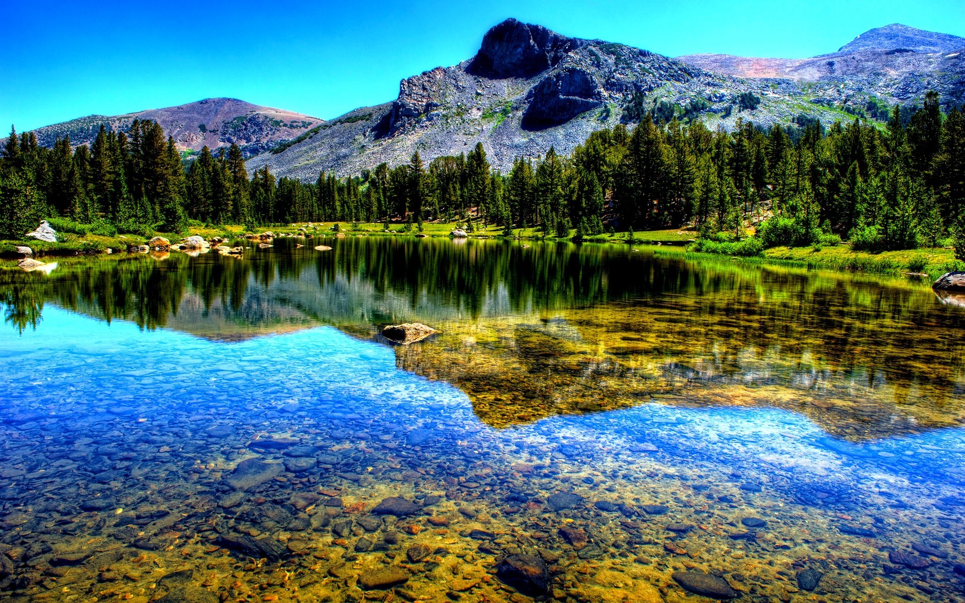 1920x1200, Hd Pine Forest Wallpaper Windows Mac Wallpapers - Tioga Pass - HD Wallpaper 