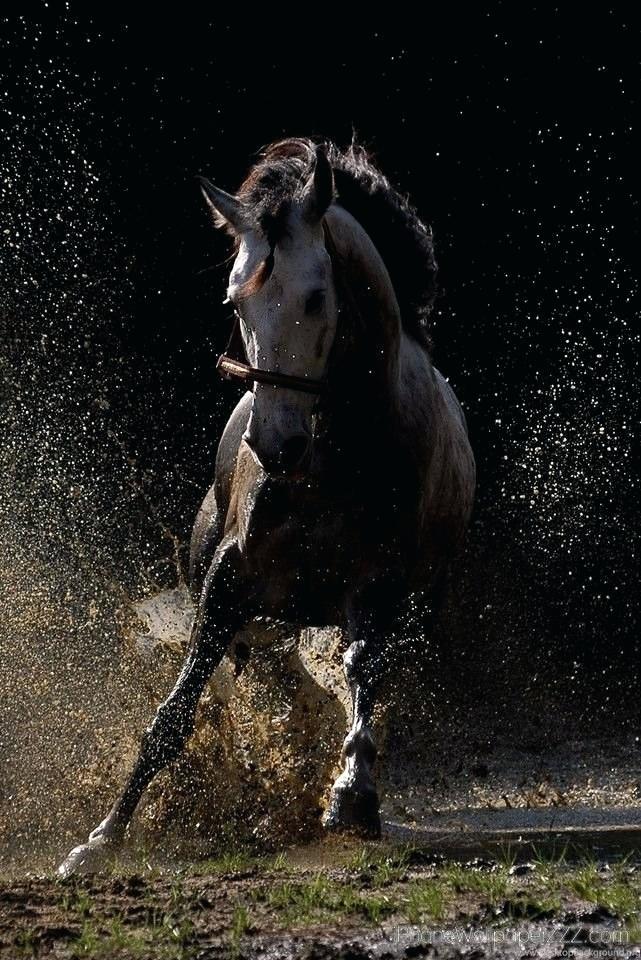 Iphone 7 Horse Wallpaper Iphone - HD Wallpaper 