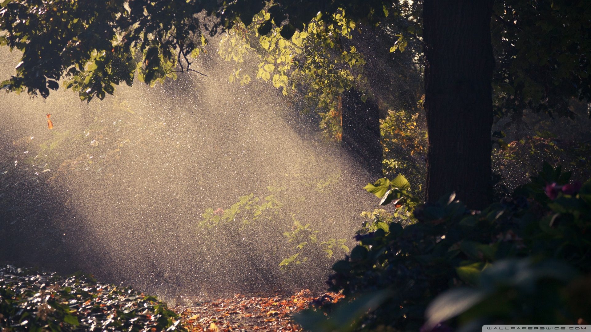 Summer Rain, Forest ❤ 4k Hd Desktop Wallpaper For 4k - Rain In Forest Wallpaper Hd - HD Wallpaper 