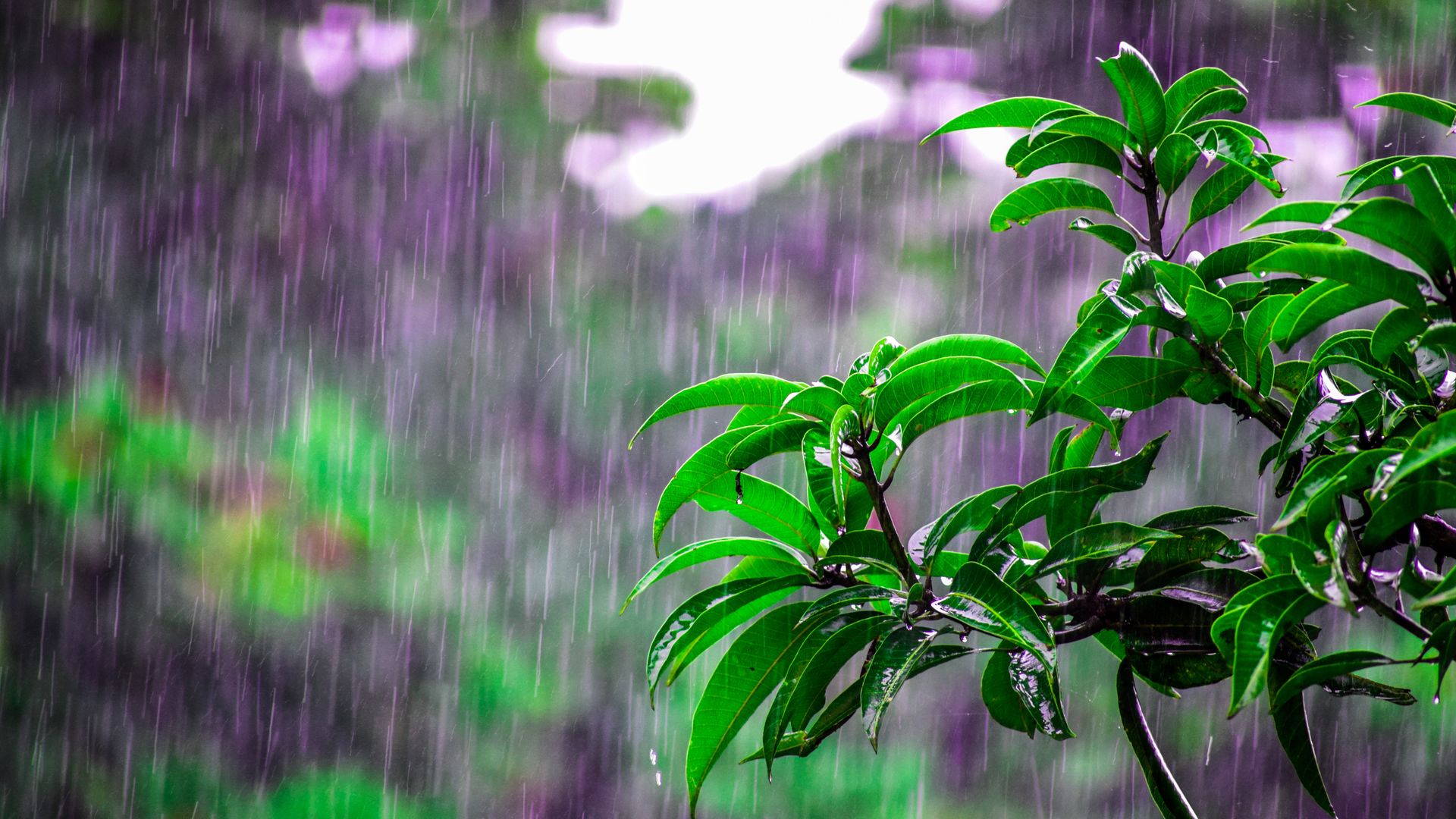 Plants During Rain Wallpaper - Rainy Day - HD Wallpaper 