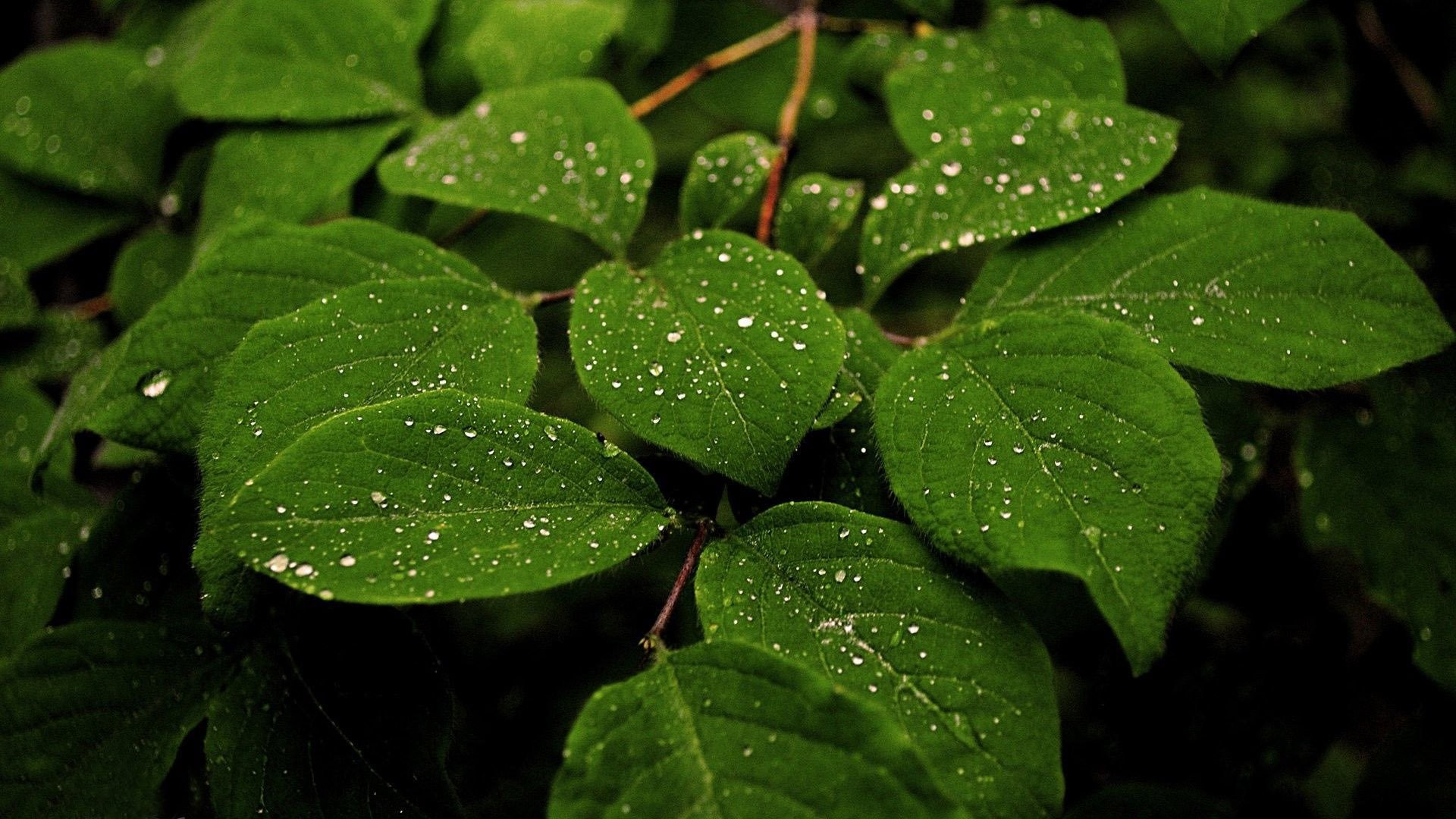 Lotus Leaf Drops Wallpapers Hd Rain Rain Drop Leaf - Hd Rain Wallpaper Download - HD Wallpaper 