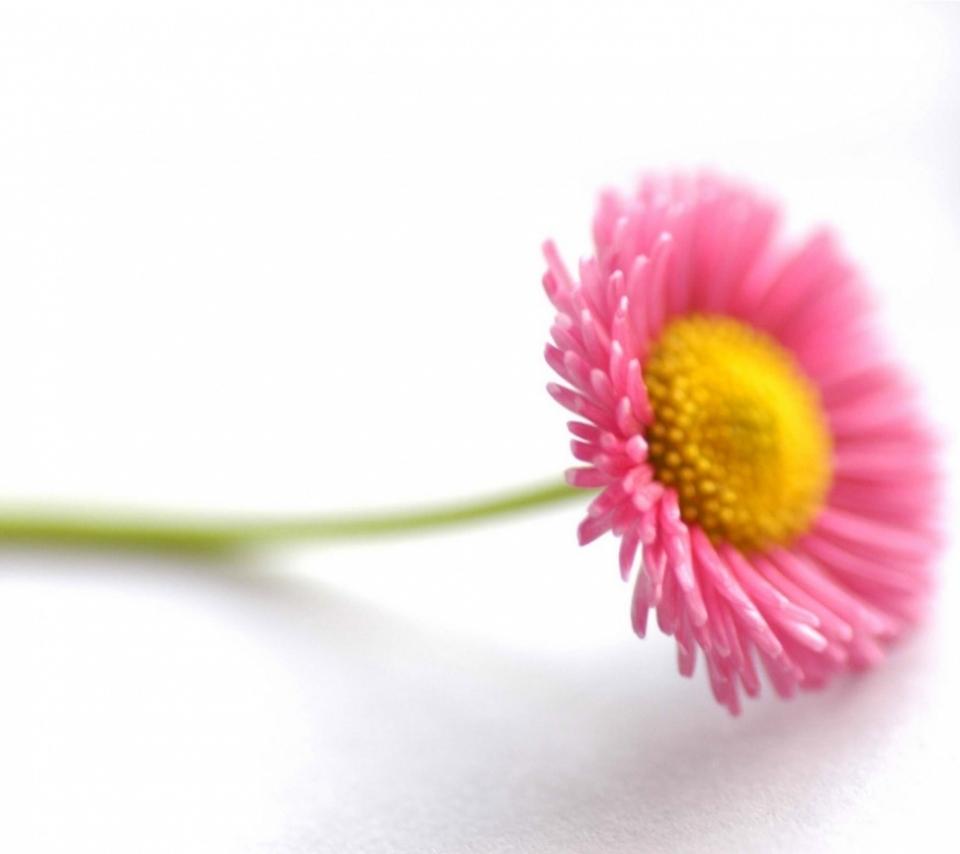 Beautiful Flower Android Wallpapers Mobile Phone Hd - Advance Eid Ul