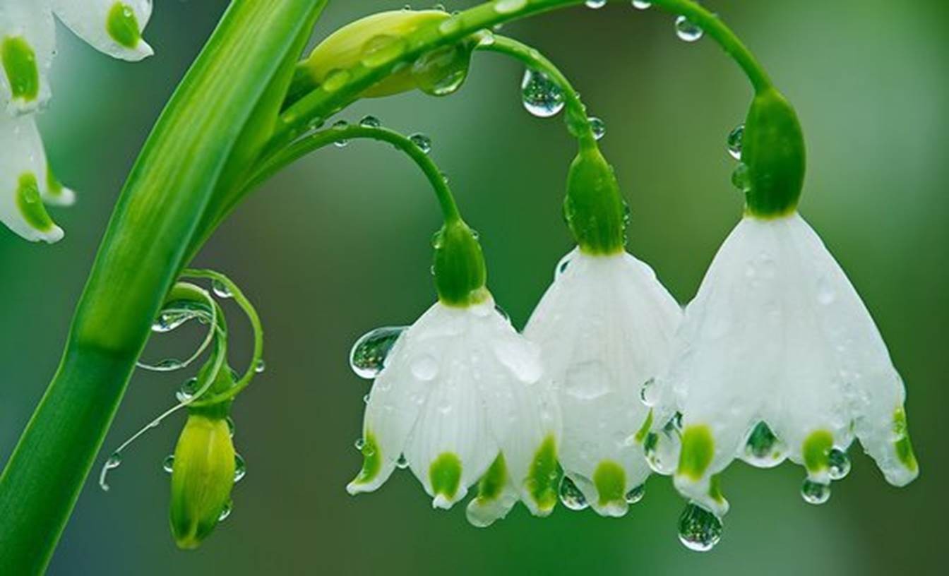 Hd Flowers In Rain - HD Wallpaper 