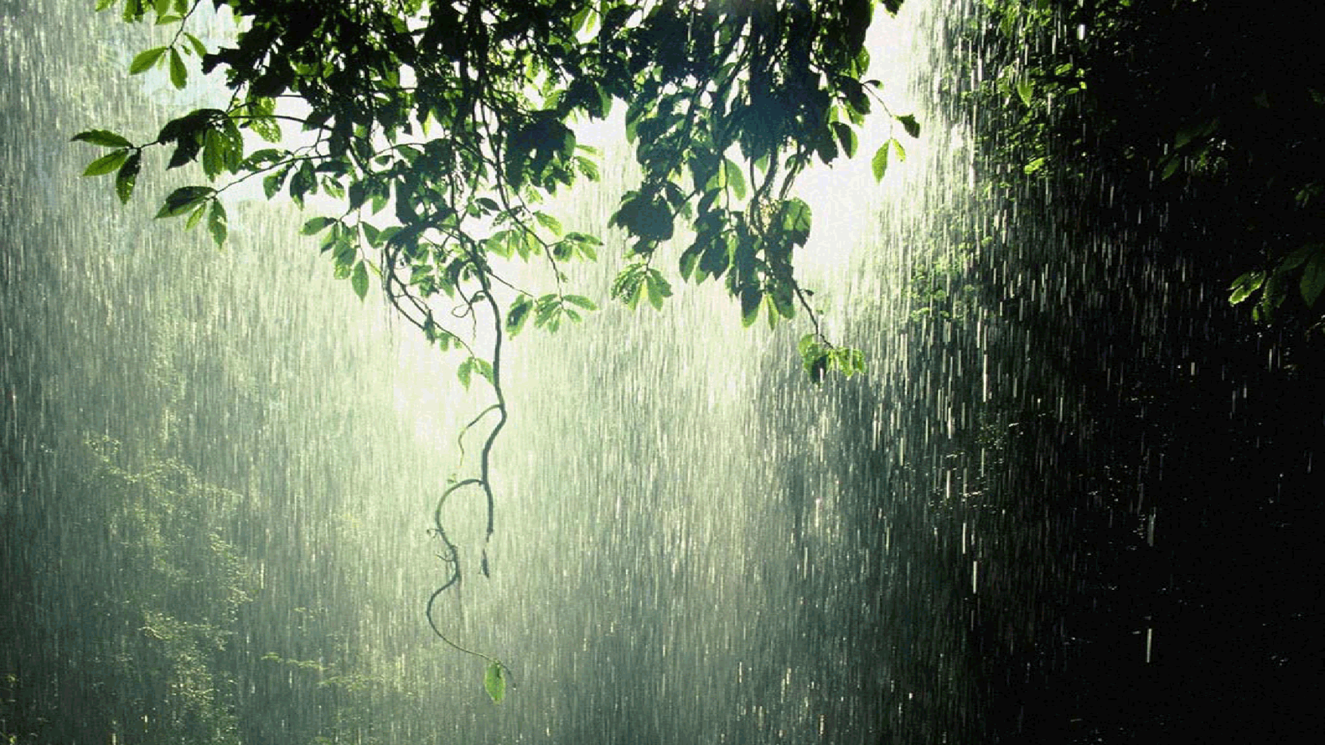 Rain Wallpaper Photo - Rain Forest - HD Wallpaper 