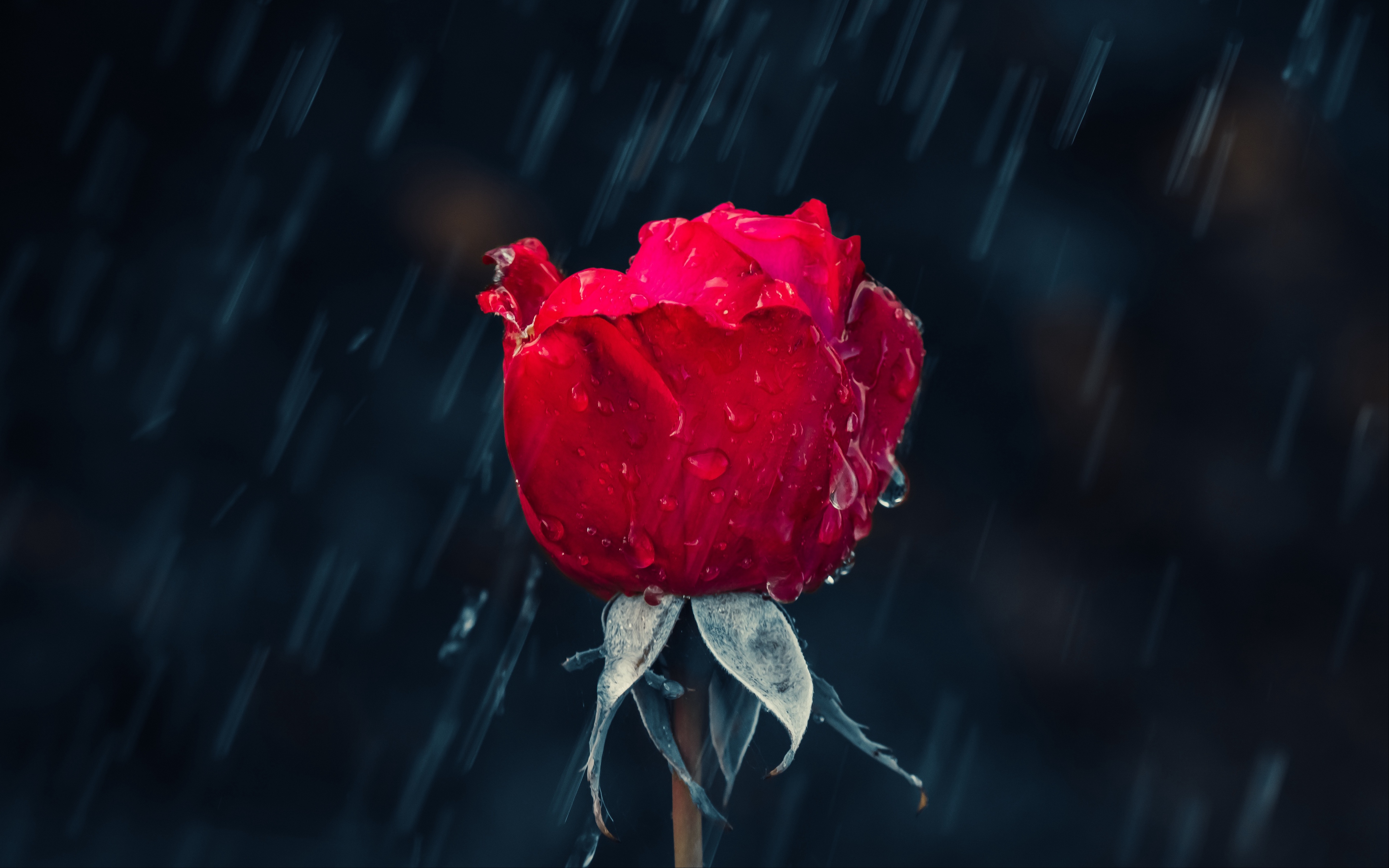 Wallpaper Rose, Rain, Drops, Moisture, Red - Rainy Day Good Morning Rain - HD Wallpaper 