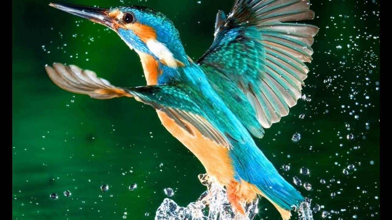 Bird Flying In Water - HD Wallpaper 