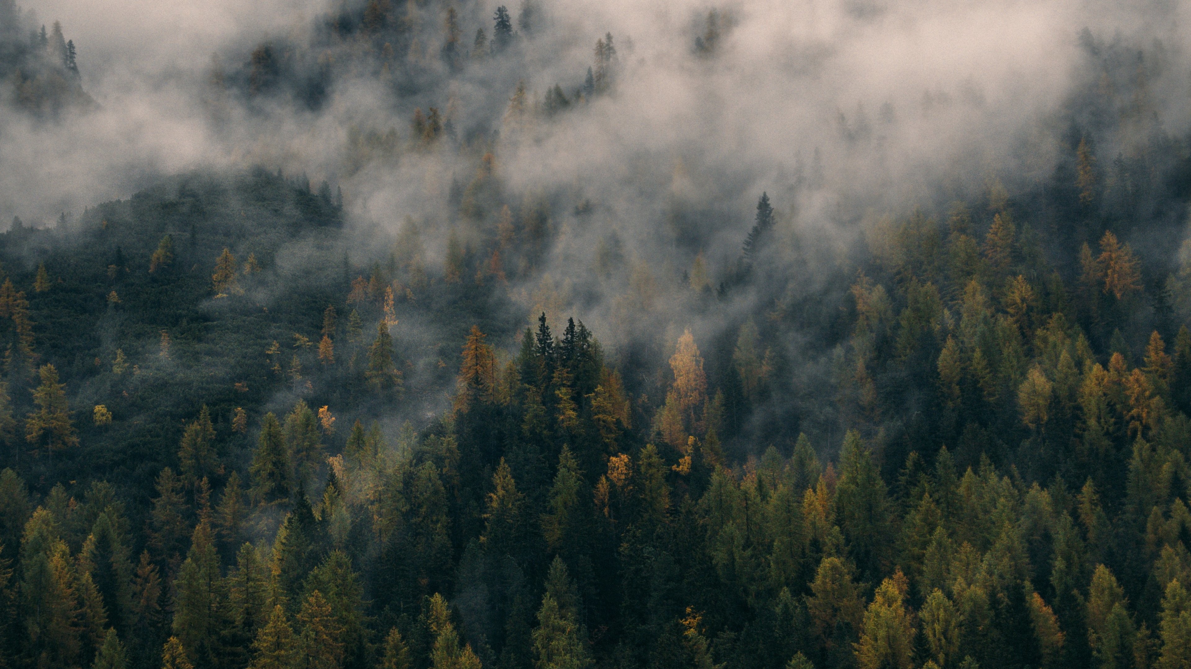 3840x2160, Foggy Forest Hill 
 Data Id 62614 
 Data - Forest Wallpaper Fog - HD Wallpaper 