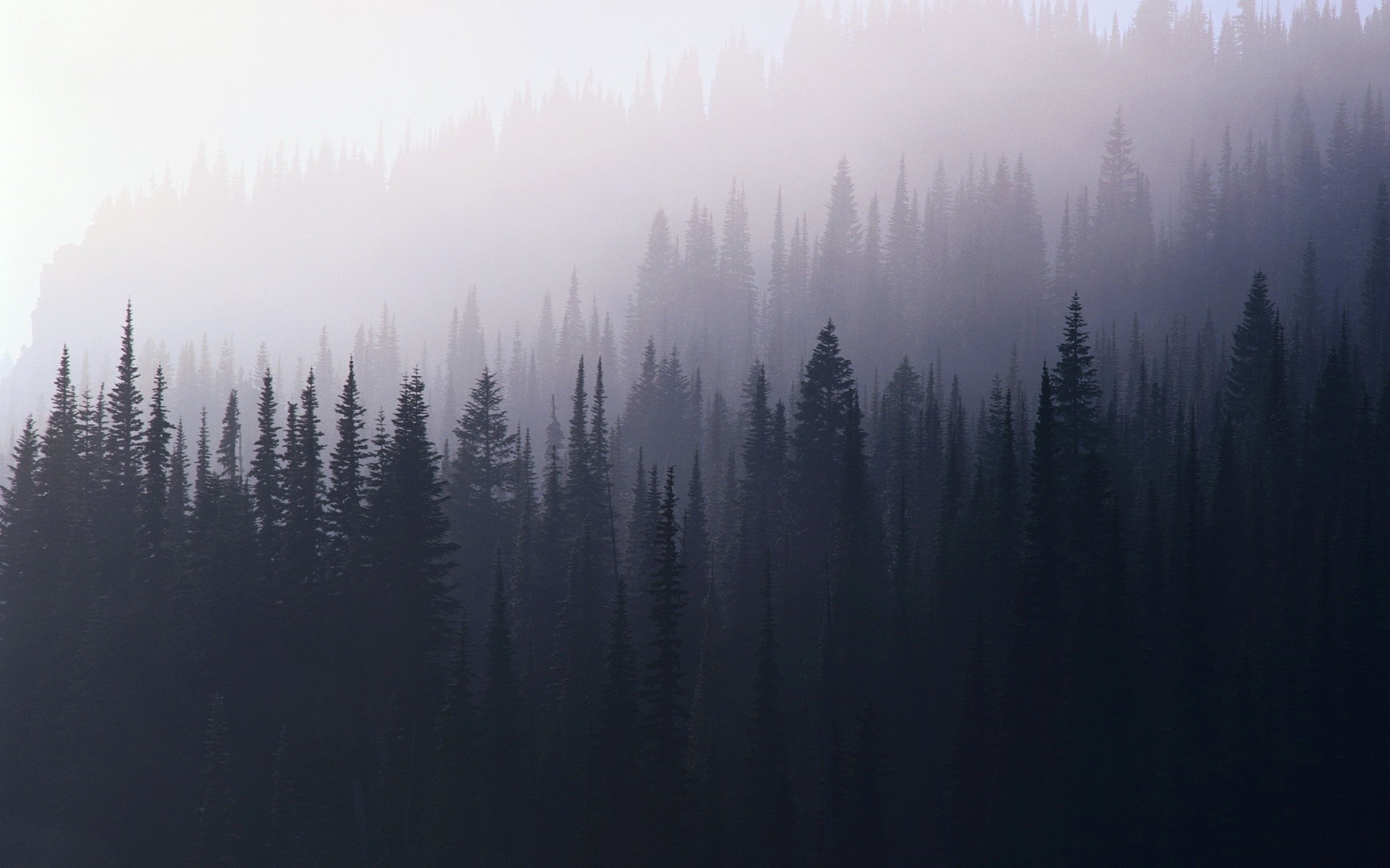 Foggy Forest Hd Wallpaper Foggy Forest Hd Wallpaper - Forest Wallpaper Hd Fog - HD Wallpaper 