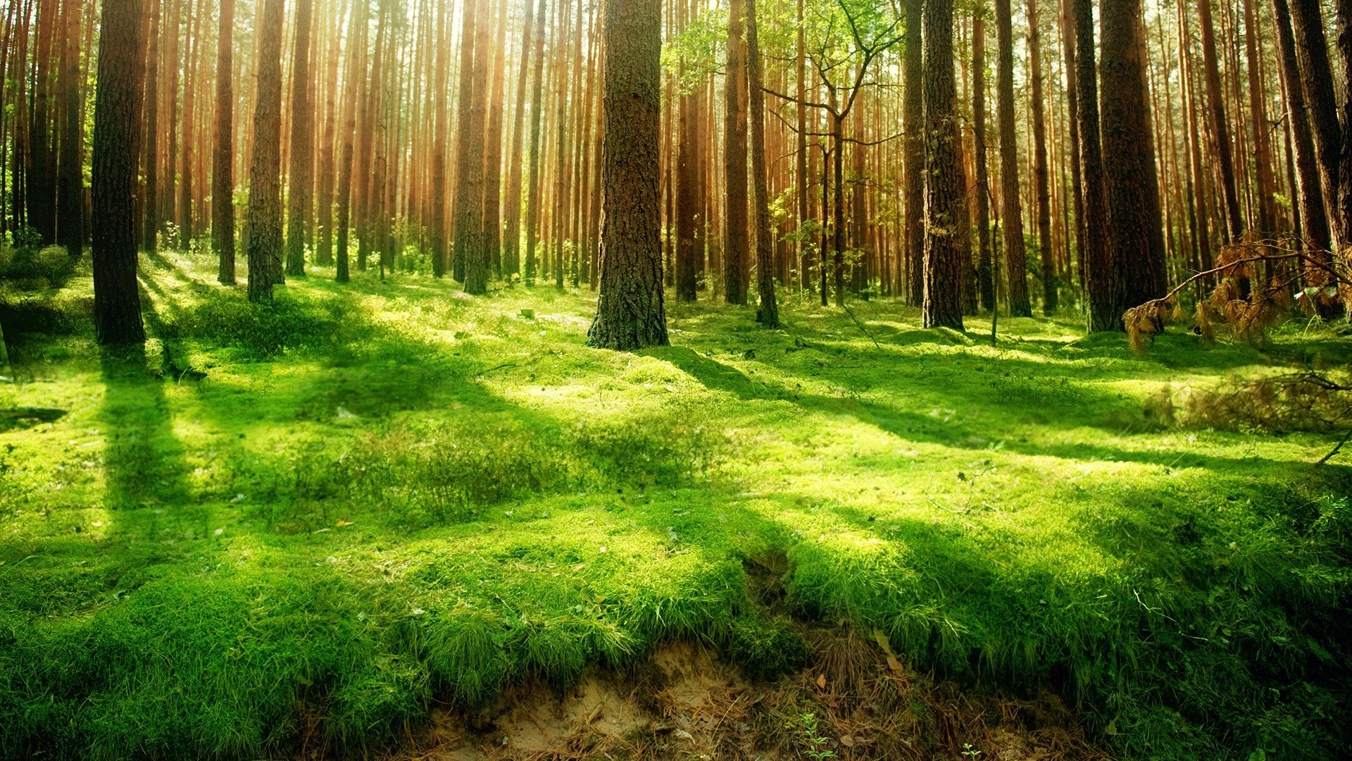Forest Background Hd - HD Wallpaper 