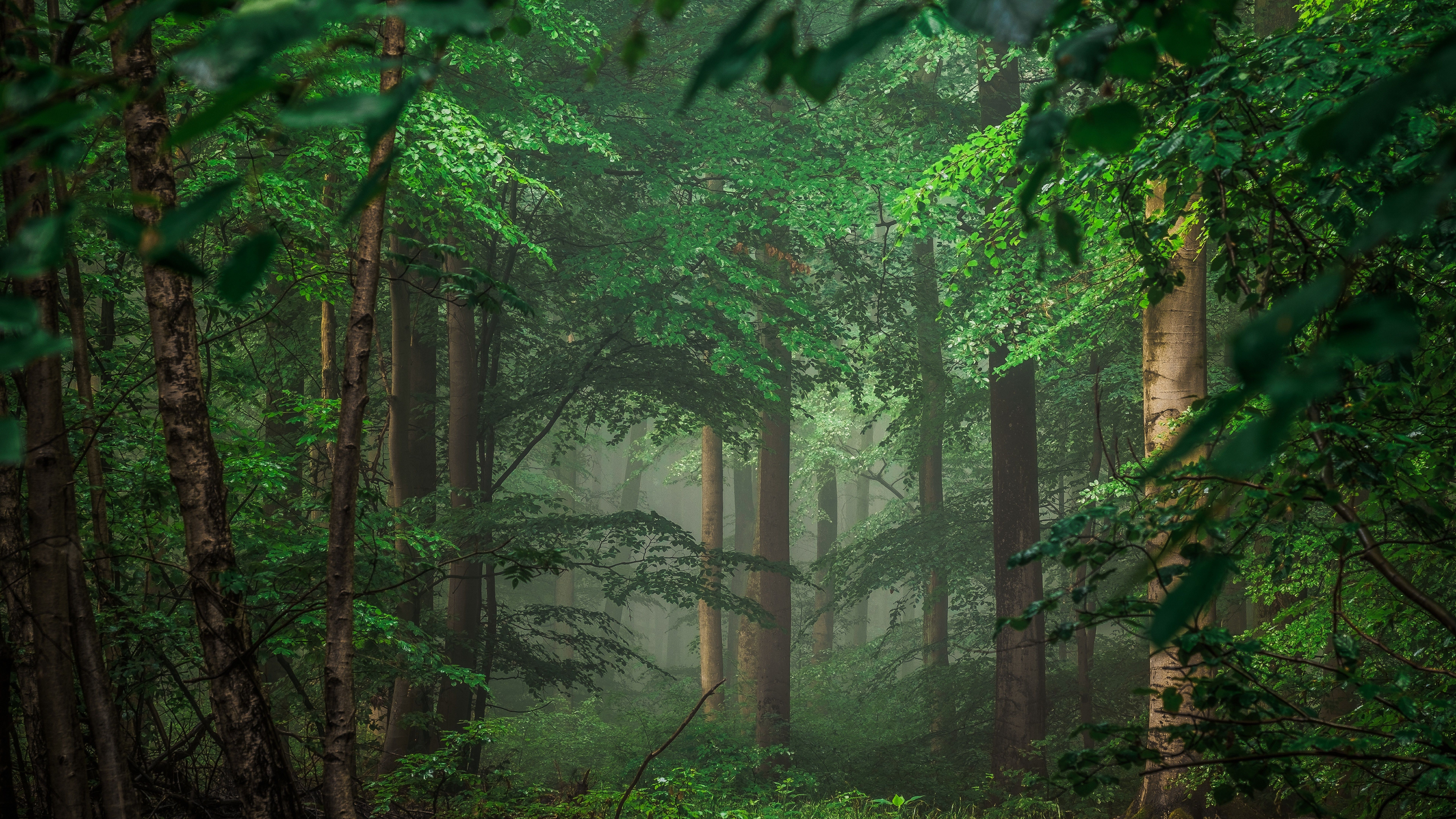 Green Forest Wallpaper - Forest Wallpaper 8k - HD Wallpaper 