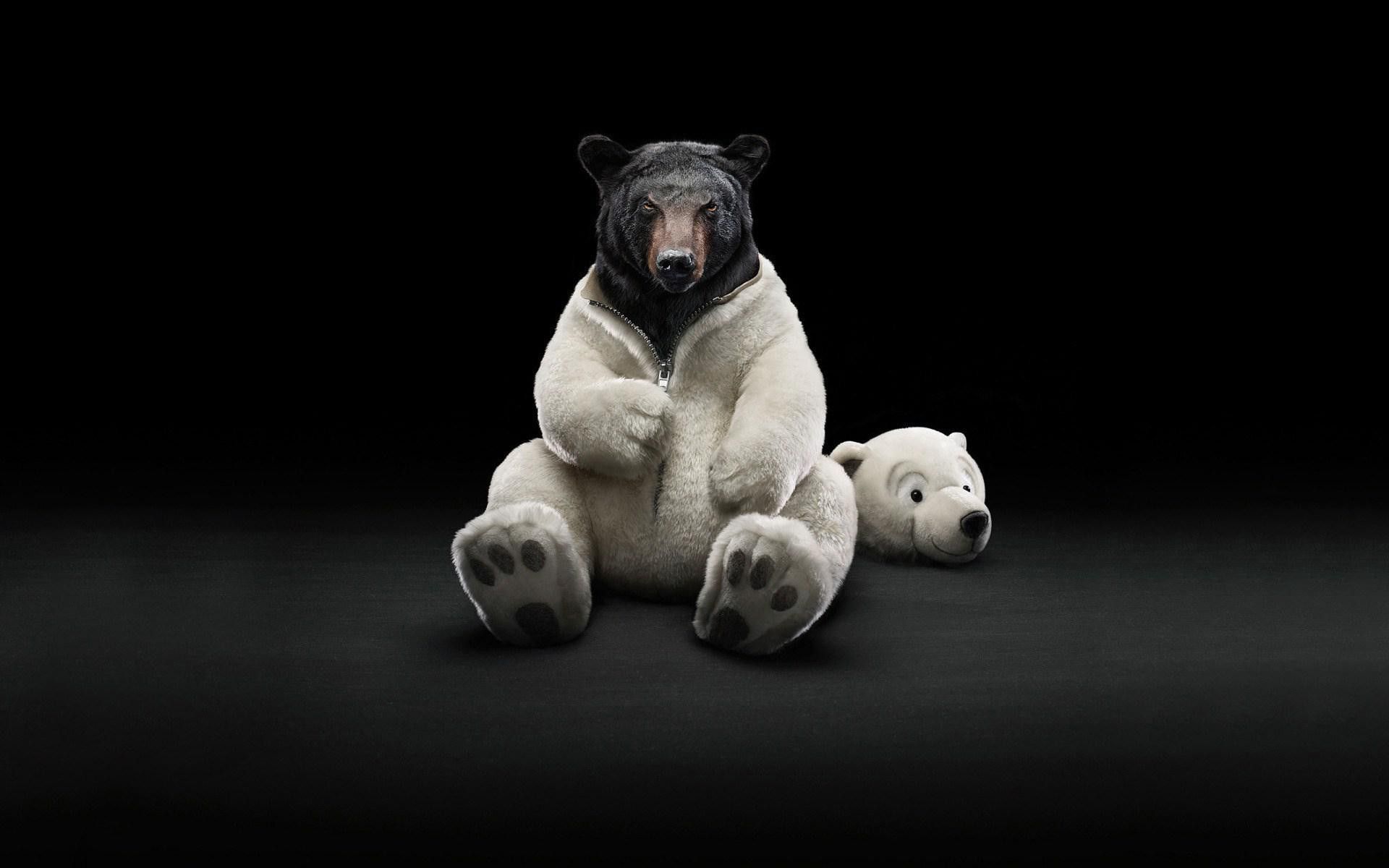 Bear Animal Funny Unique Hd Wallpaper Wallpapers - Unusual Wallpaper Hd - HD Wallpaper 