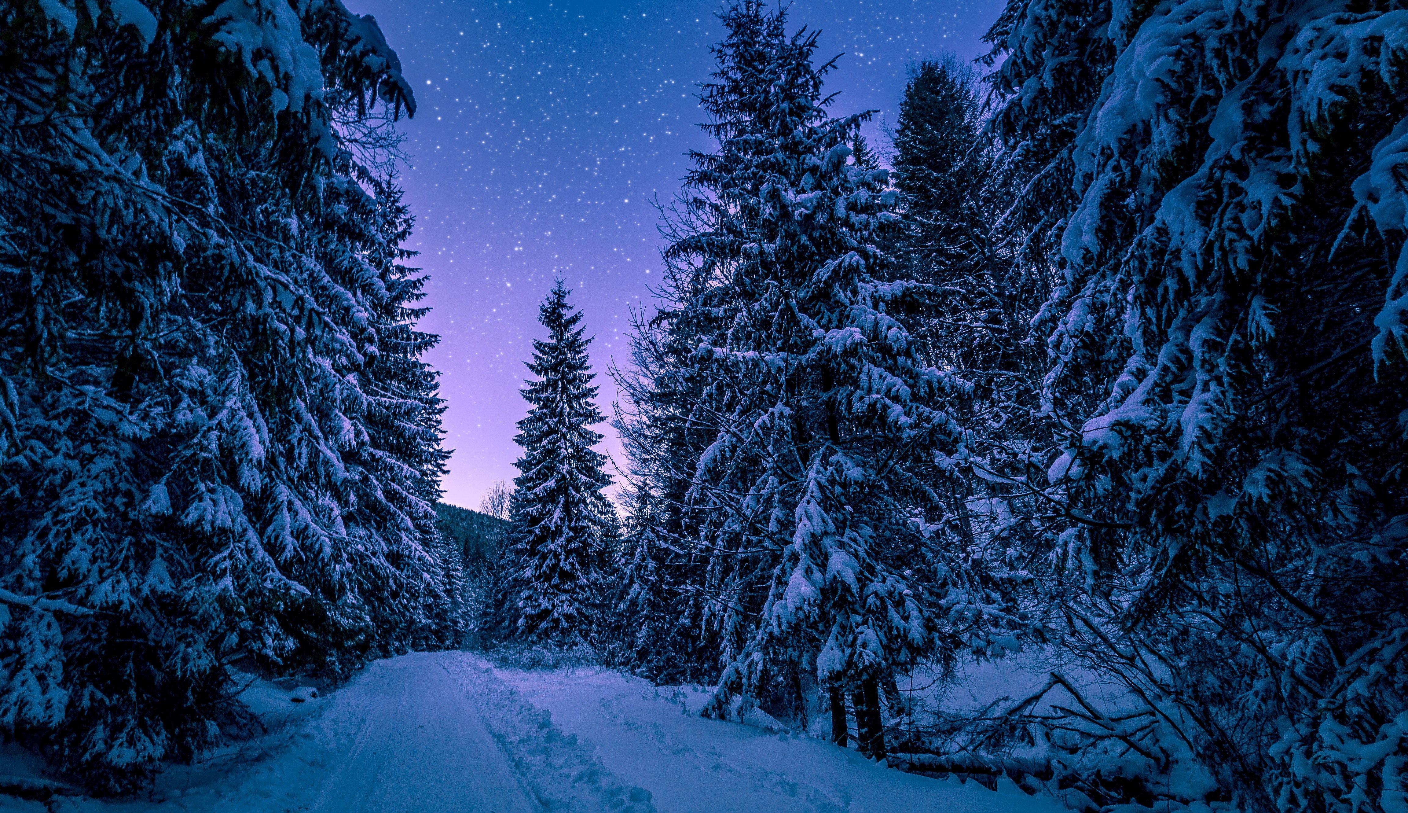 Best Forest At Night Wallpaper Hd - High Resolution Winter Background -  4608x2660 Wallpaper 