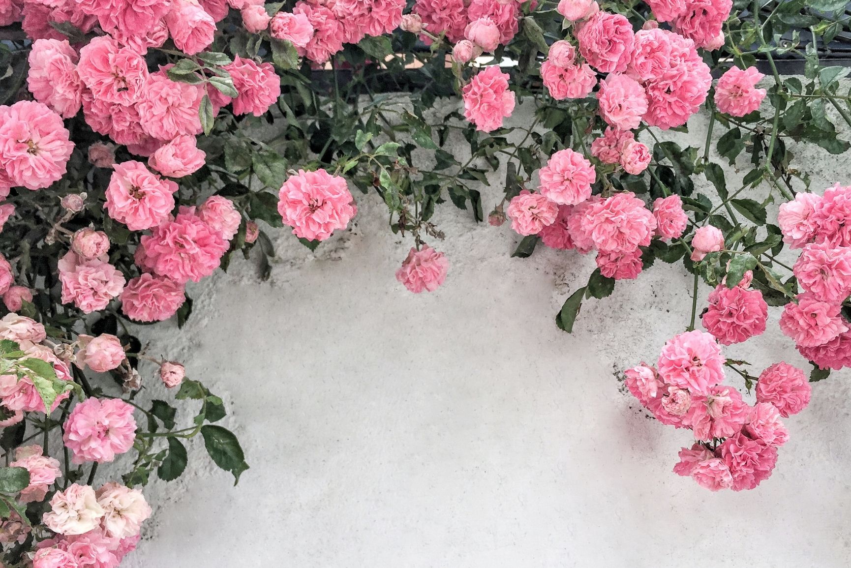 Gorgeous Flower - HD Wallpaper 