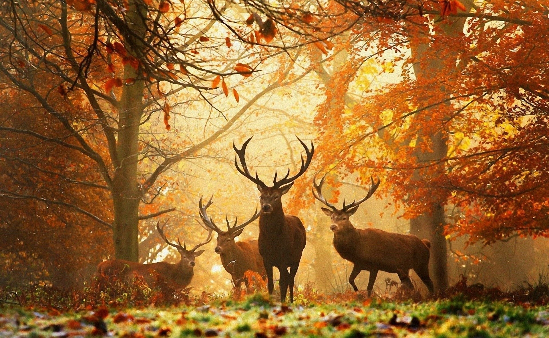 Beautiful Deer In The Forest - HD Wallpaper 