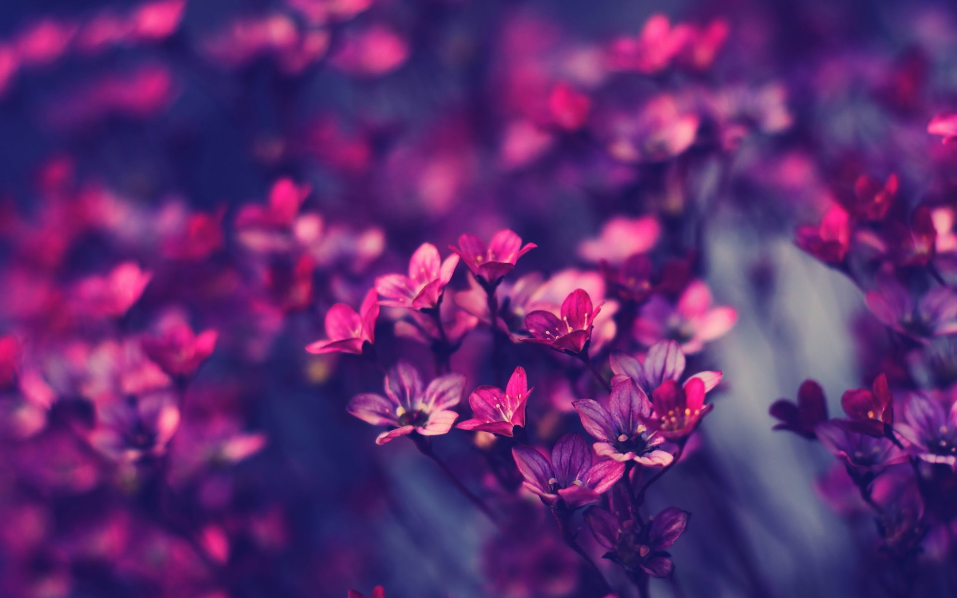 Purple Flowers Wallpaper Hd - HD Wallpaper 