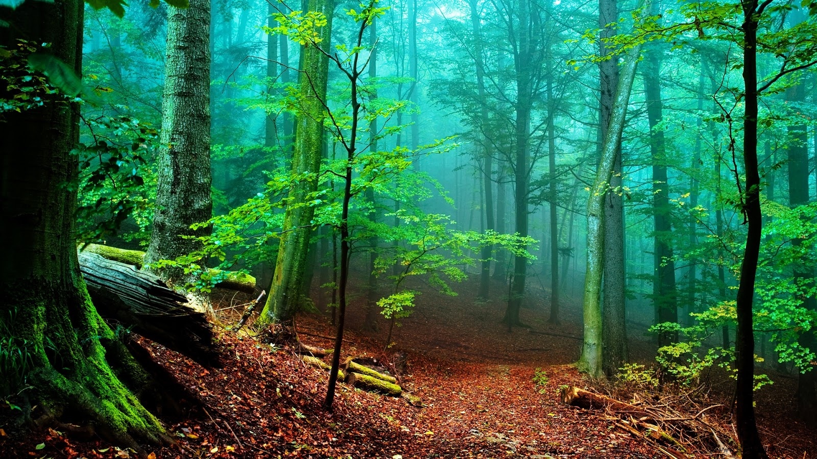 Forest Desktop Wallpaper - Forest Wallpaper Hd - HD Wallpaper 