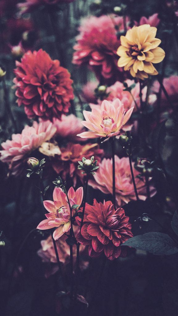 Flowers And Wallpaper Image - Iphone Xr Wallpaper Flowers - HD Wallpaper 