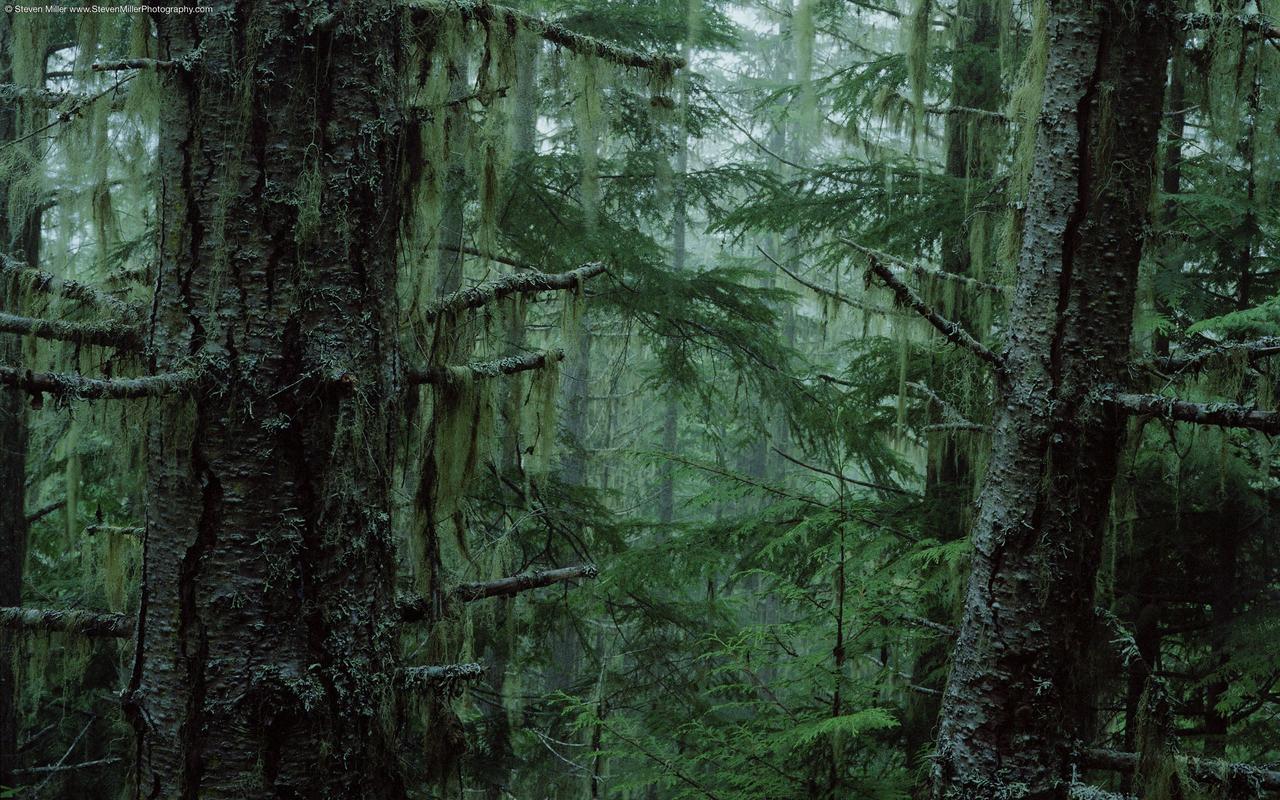 44 Rain Forest Wallpapers - Olympic National Forest - HD Wallpaper 