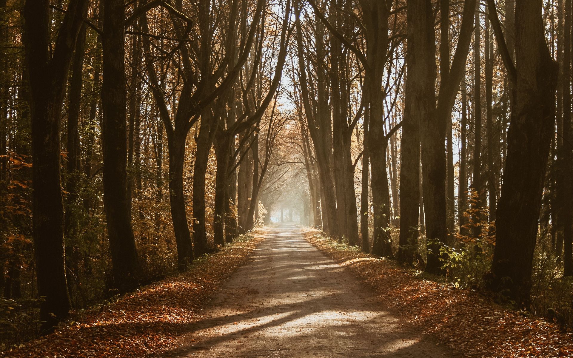 Forest Wallpaper 08 - Best Wallpaper Forest - HD Wallpaper 