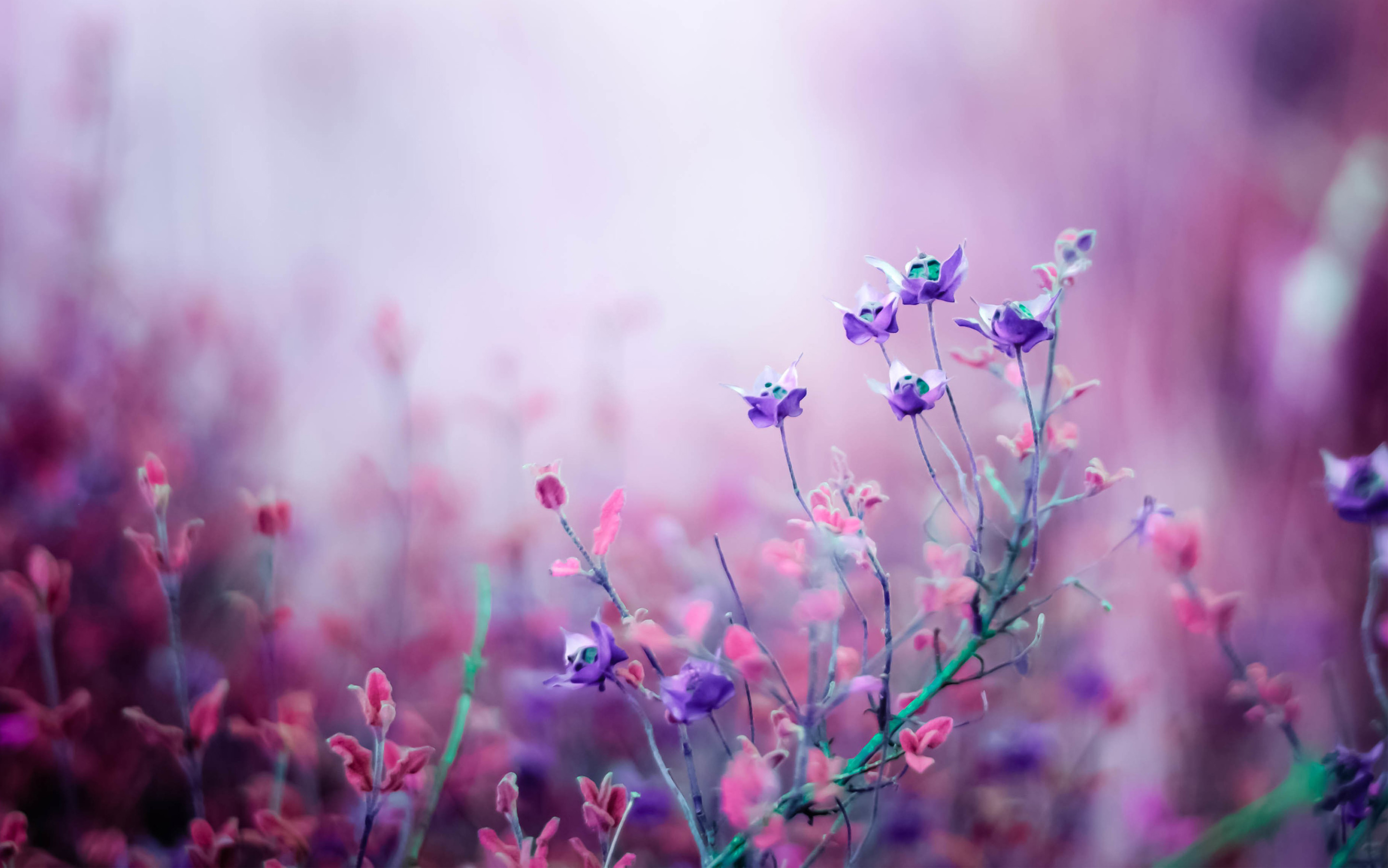 Top Nature Purple Flowers Wallpaper - Flower Wallpaper Hd - HD Wallpaper 