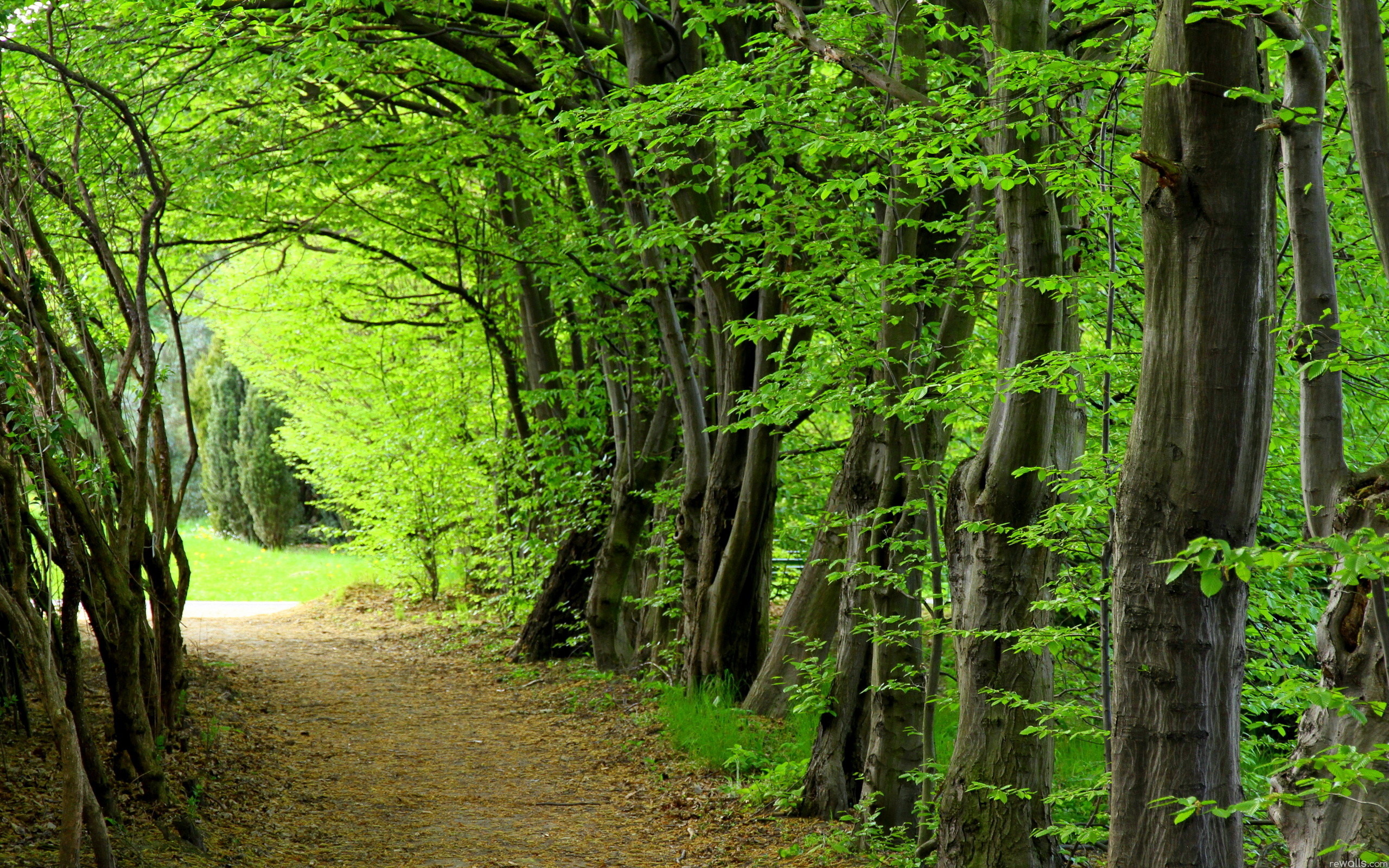 Forest Clipart Forest Wallpaper - 4k Resolution 4k Forest - 2560x1600 Wallpaper Forest Clipart Forest Wallpaper - 4k Resolution 4k Forest - 2560x1600 Wallpaper