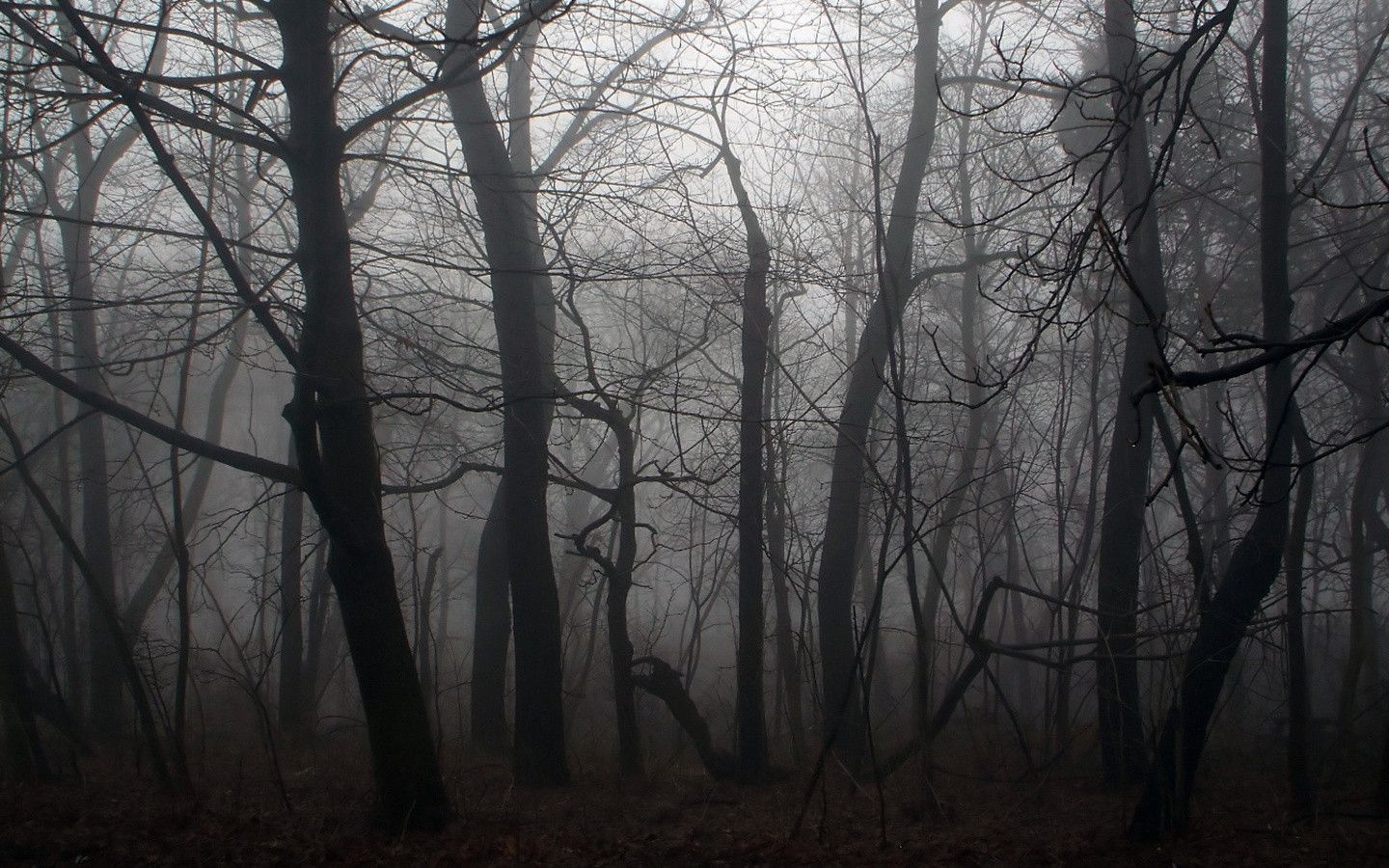 Forest Wallpaper High Definition - Scary Forest Background - 1440x900 Wallpaper Forest Wallpaper High Definition - Scary Forest Background - 1440x900 Wallpaper