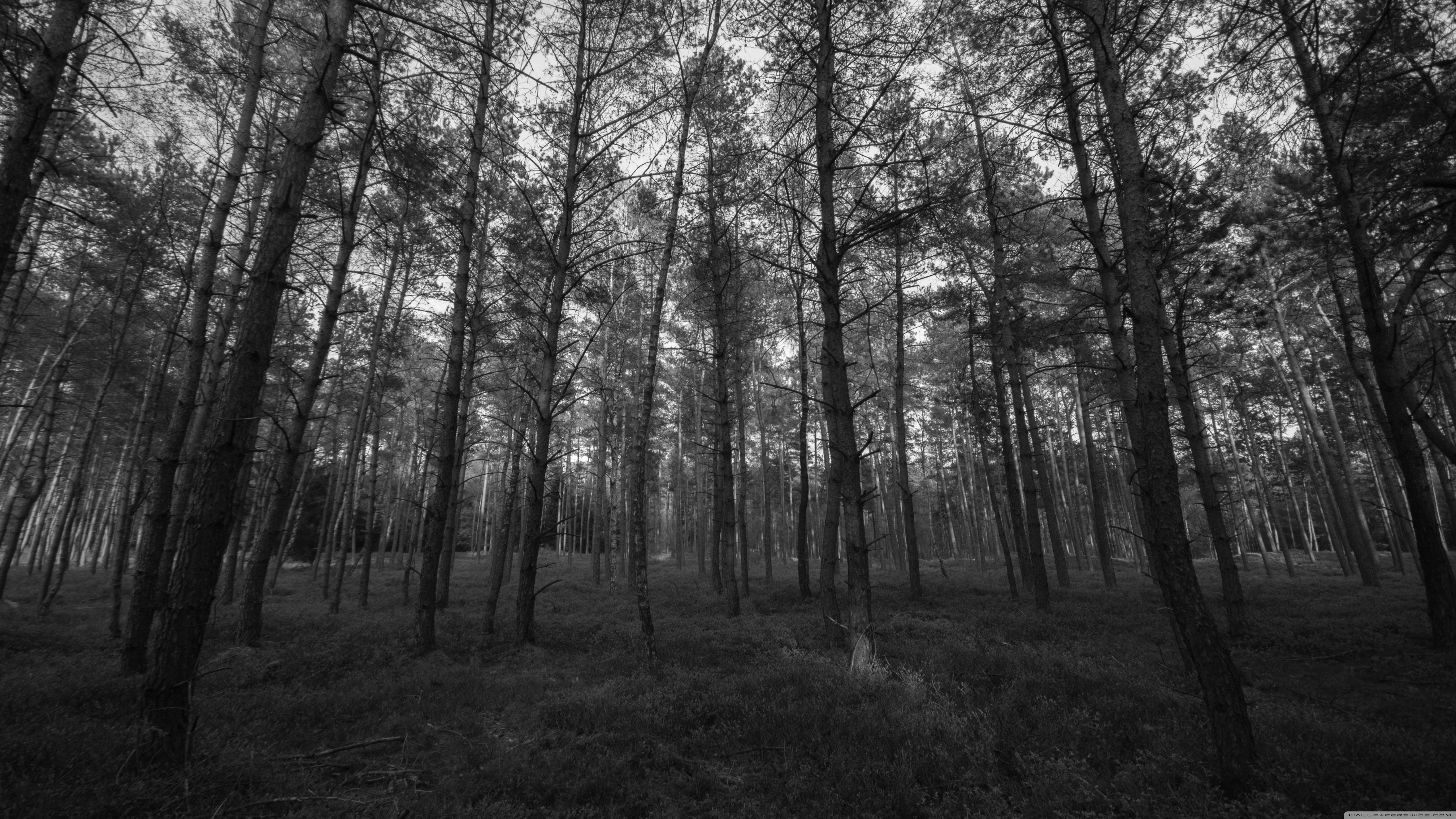 4k Gray Dense Forest Wallpaper For Desktop And Mobile - 4k Black And White - 5120x2880 Wallpaper 4k Gray Dense Forest Wallpaper For Desktop And Mobile - 4k Black And White - 5120x2880 Wallpaper