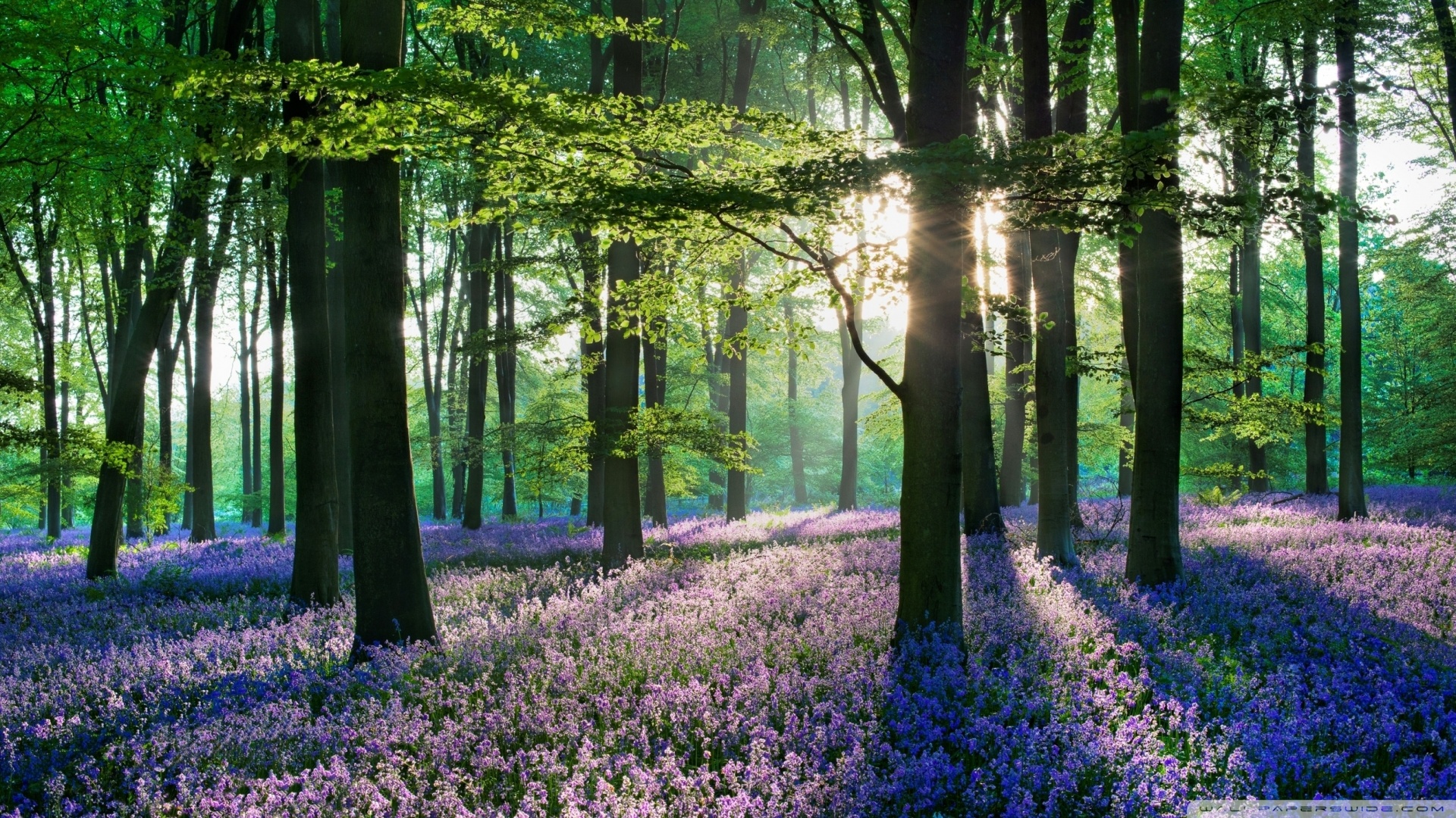 Forest With Flowers Hd - HD Wallpaper 