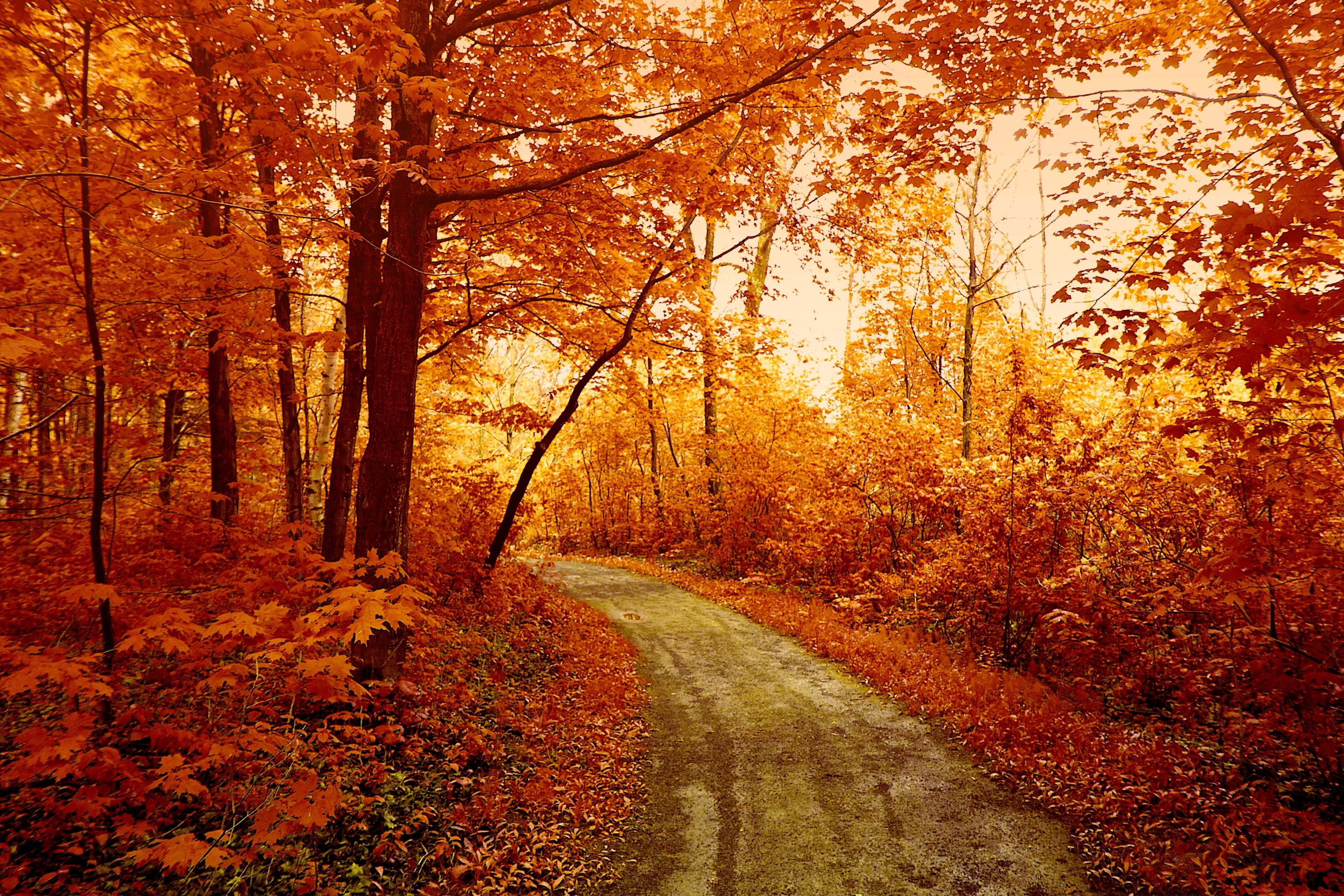 Autumn Forest Wallpaper Hd - HD Wallpaper 