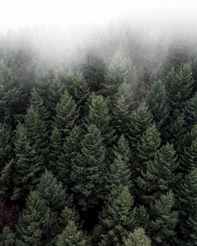 Foggy Forest, Aerial View, Pine Trees - Pine Trees Photography - HD Wallpaper 