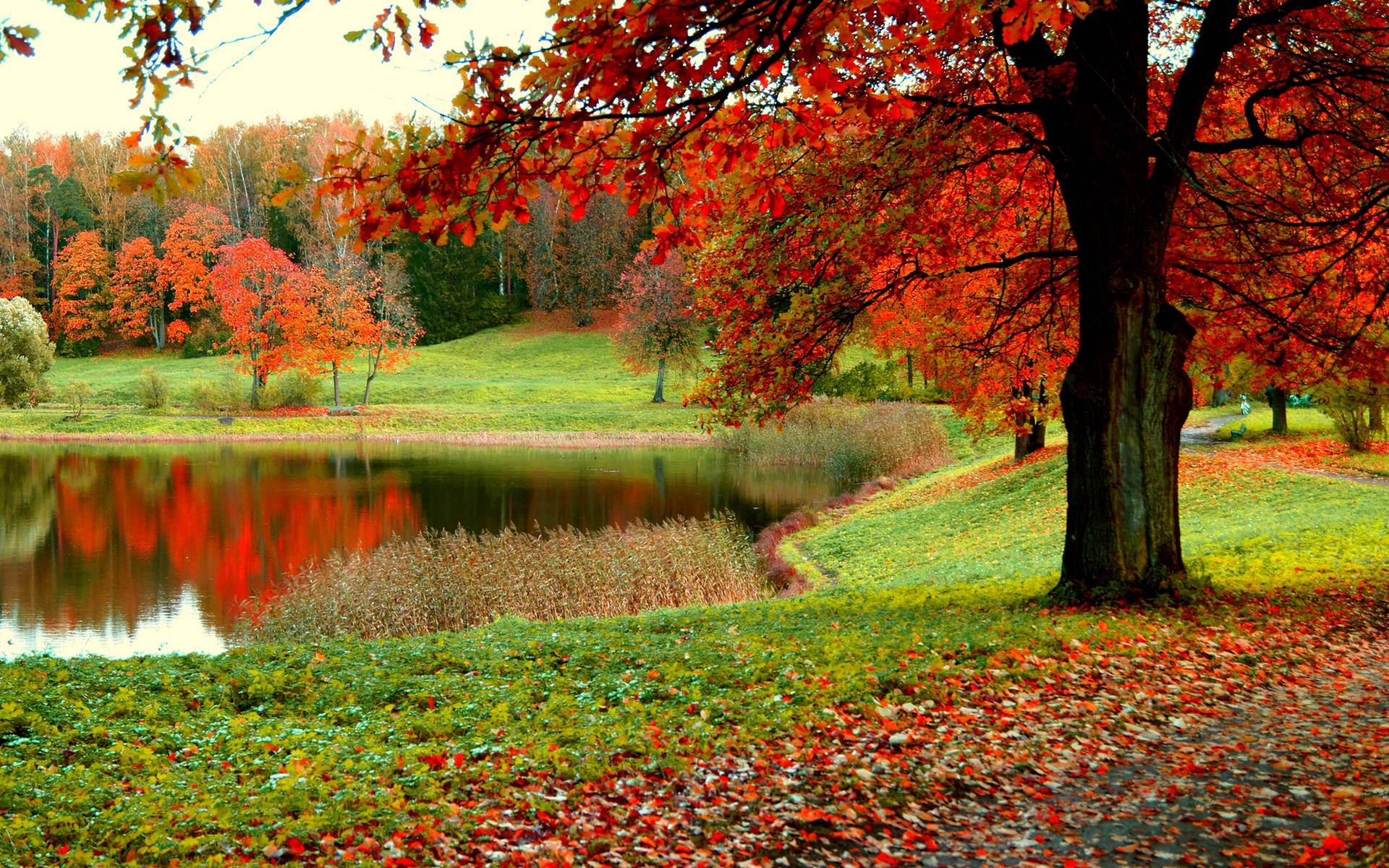 Autumn Forest Desktop Wallpaper - Tus Me Kuv Hlub - HD Wallpaper 