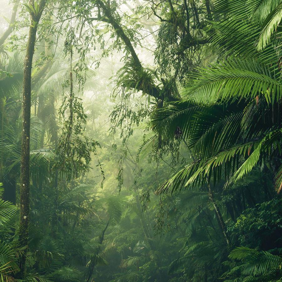 Tropenwelten Komar Animal - HD Wallpaper 