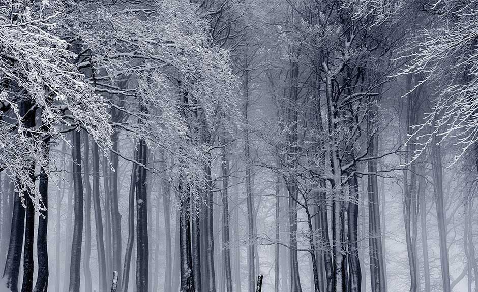 Step Into The Winter Forest Where The Trees Are Covered - Dead Forest Winter - HD Wallpaper 