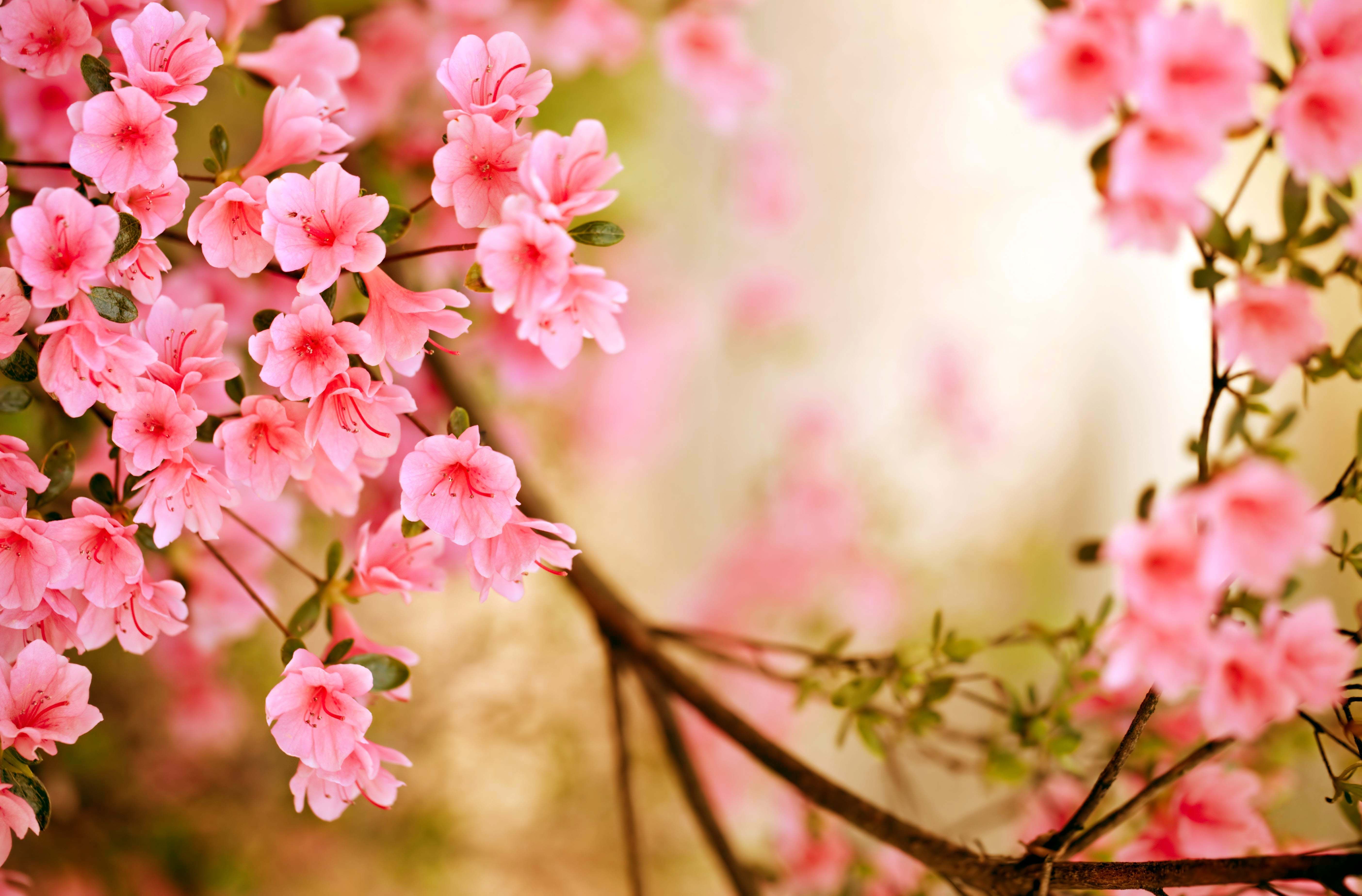Flowers Wallpaper For Pc - HD Wallpaper 