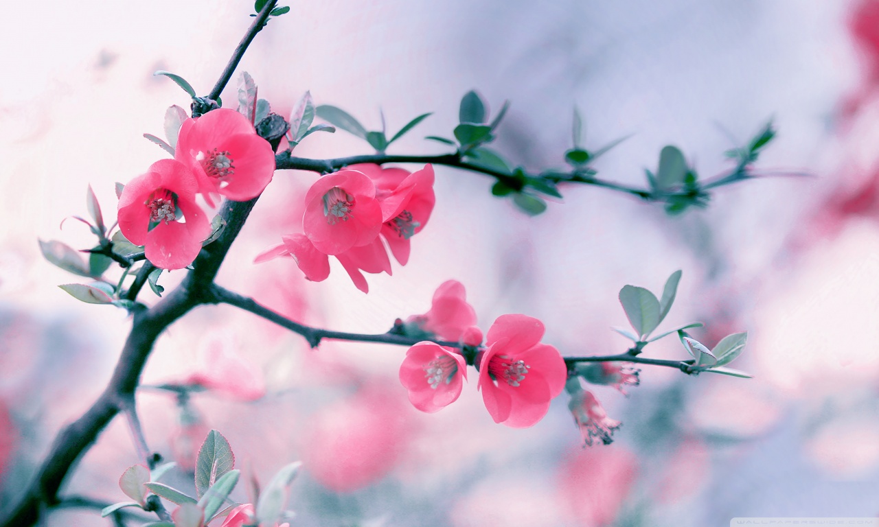 Beautiful Spring Wallpaper - Flowers Hd - HD Wallpaper 