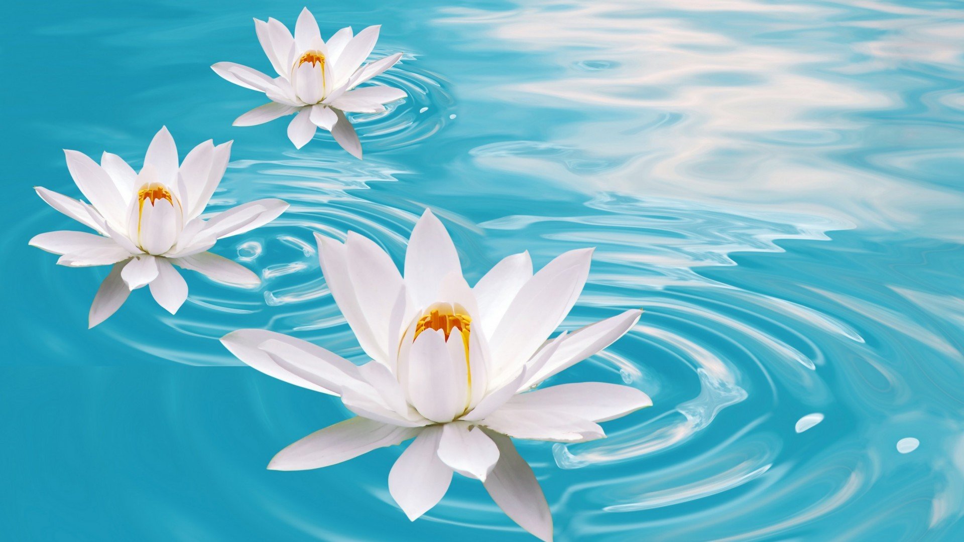 High Resolution Lotus Flower Hd - HD Wallpaper 