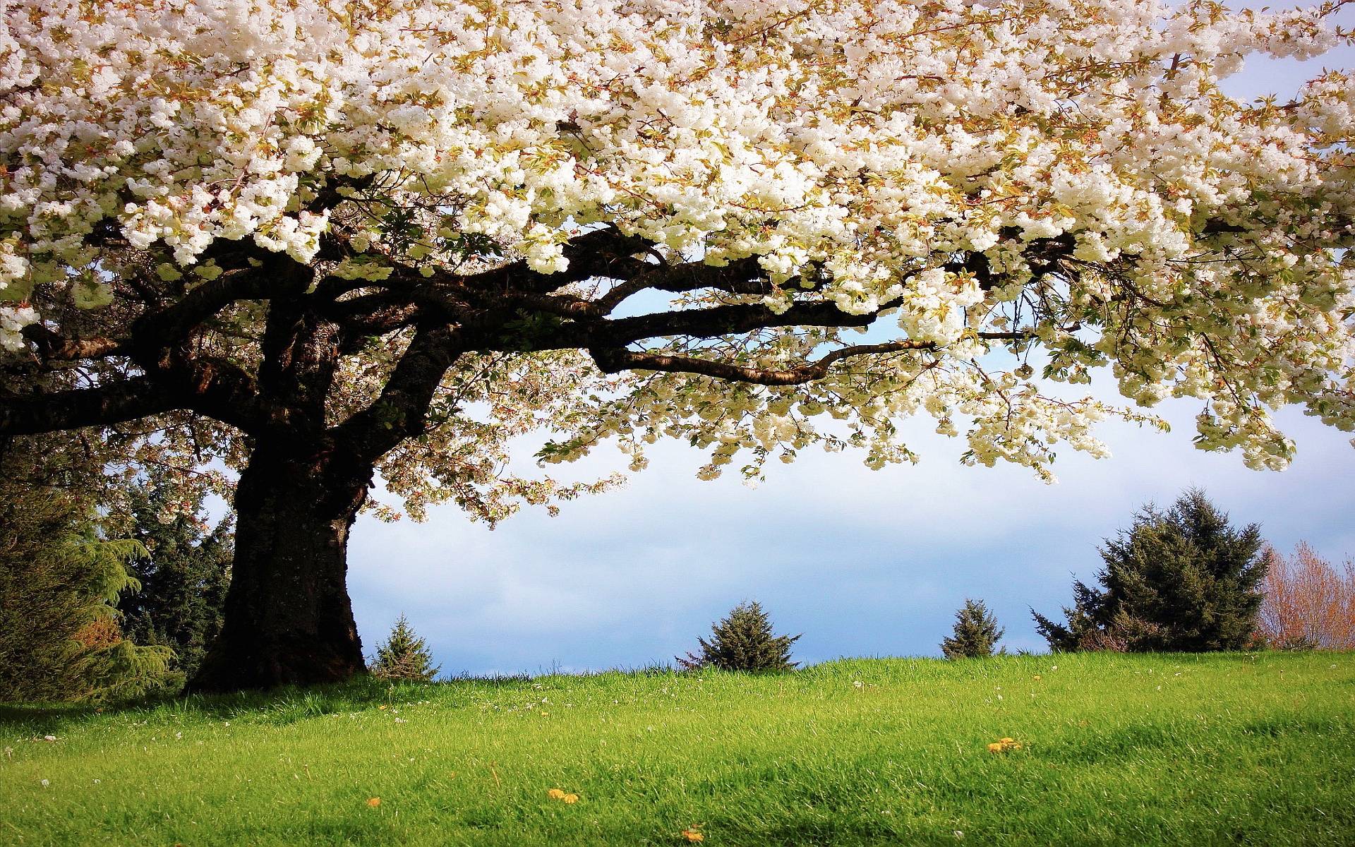 Spring Wallpaper - Spring Wallpaper 2019 - HD Wallpaper 