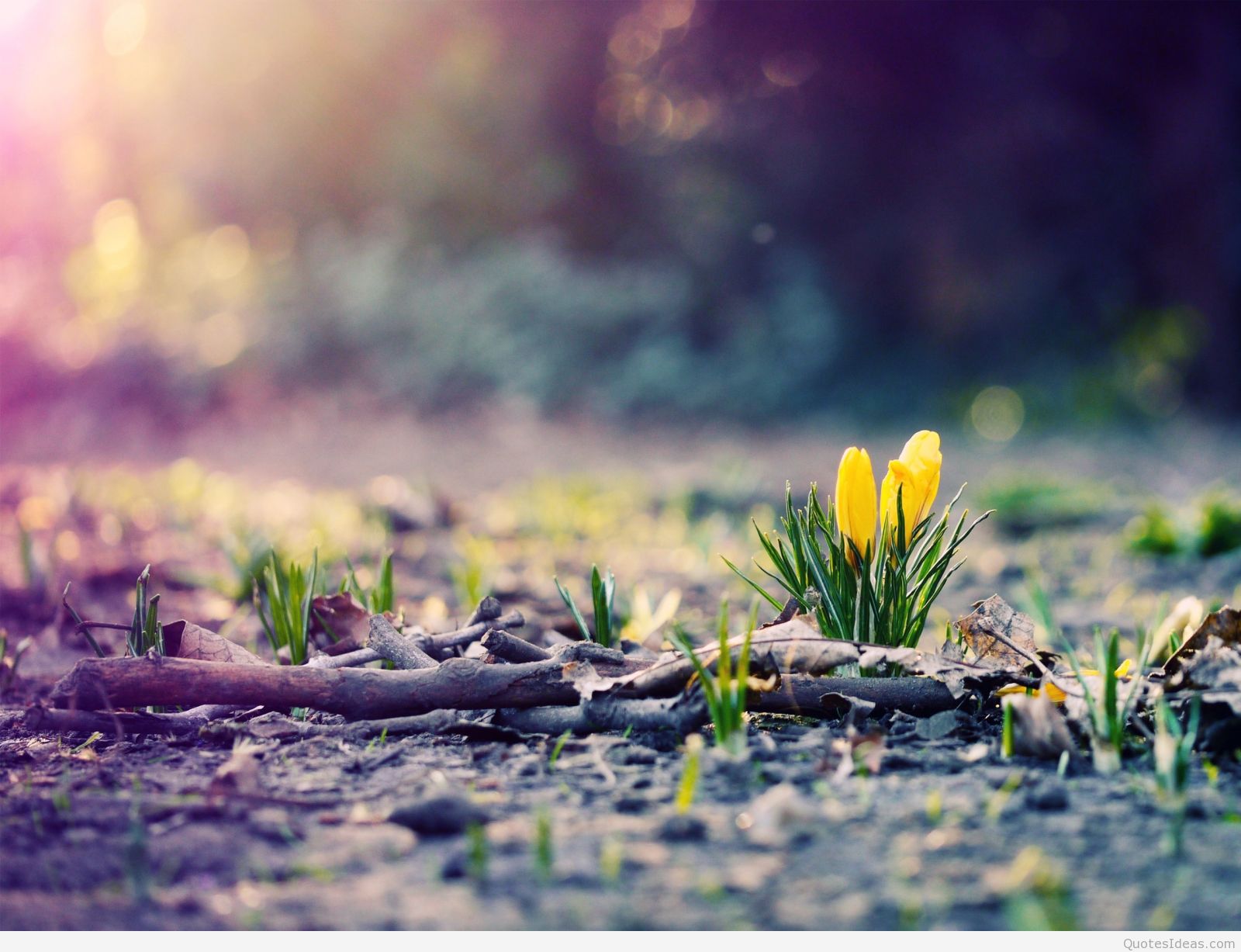 6848869 Spring Wallpaper - High Resolution Spring - HD Wallpaper 