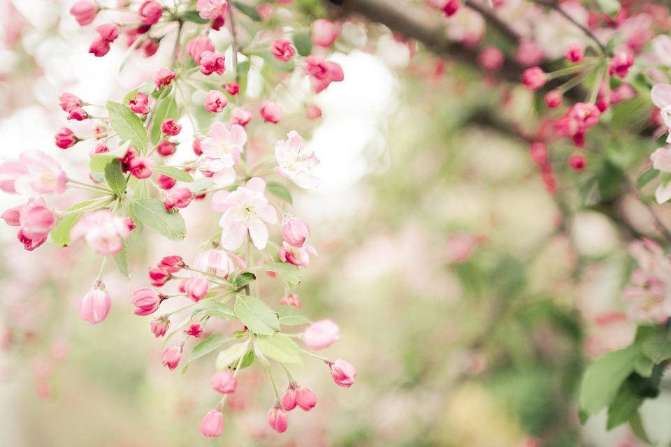 The Japanese Tree, Flowers, Spring, Wallpaper - Spring - HD Wallpaper 