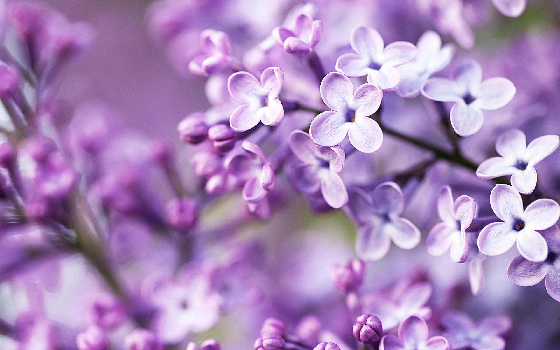 Pocahontas Lilac - Purple Flowers Background Hd - HD Wallpaper 