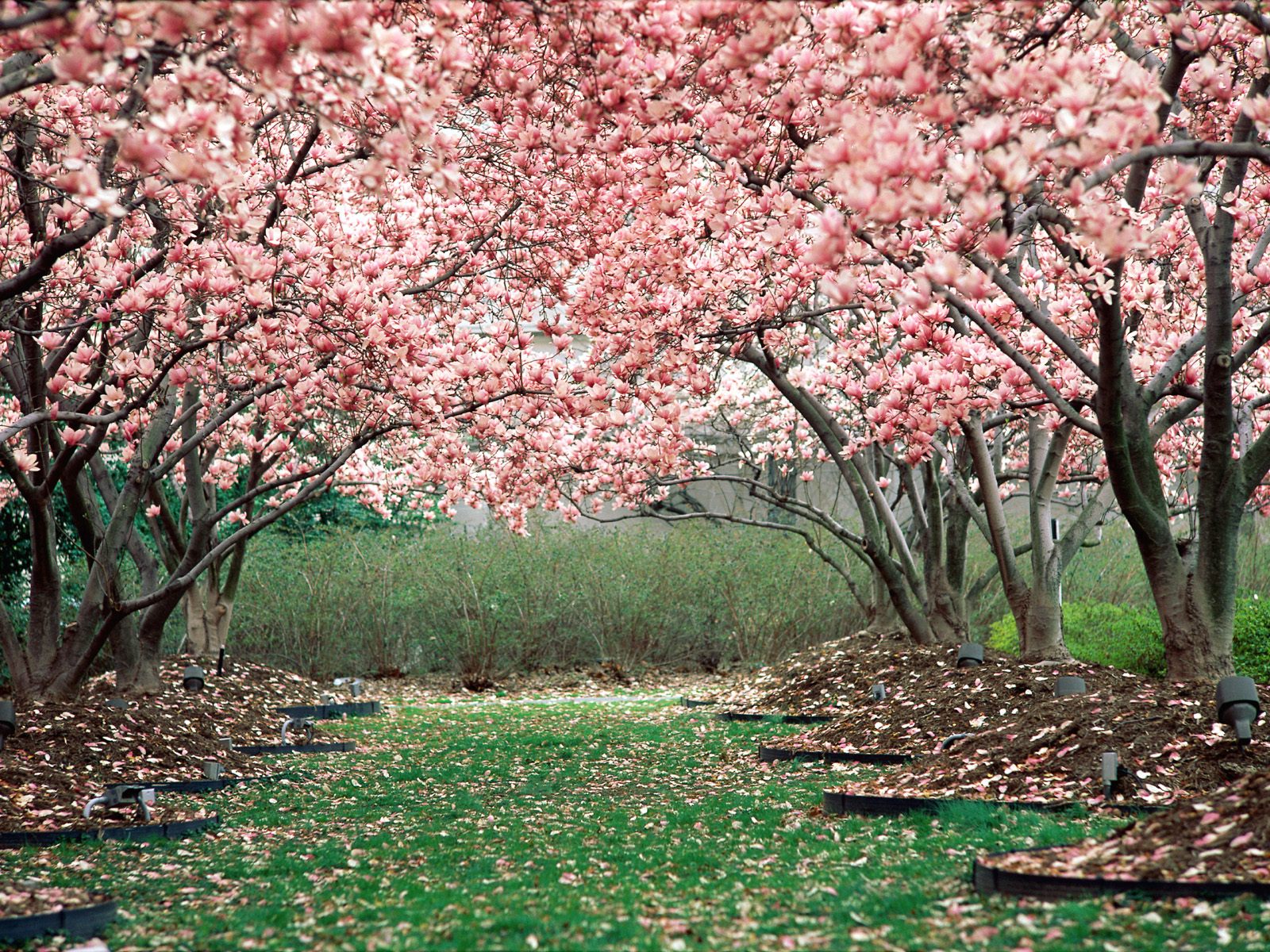 Spring Wallpapers Desktop Background On Wallpaper Hd - Cherry Blossom - HD Wallpaper 