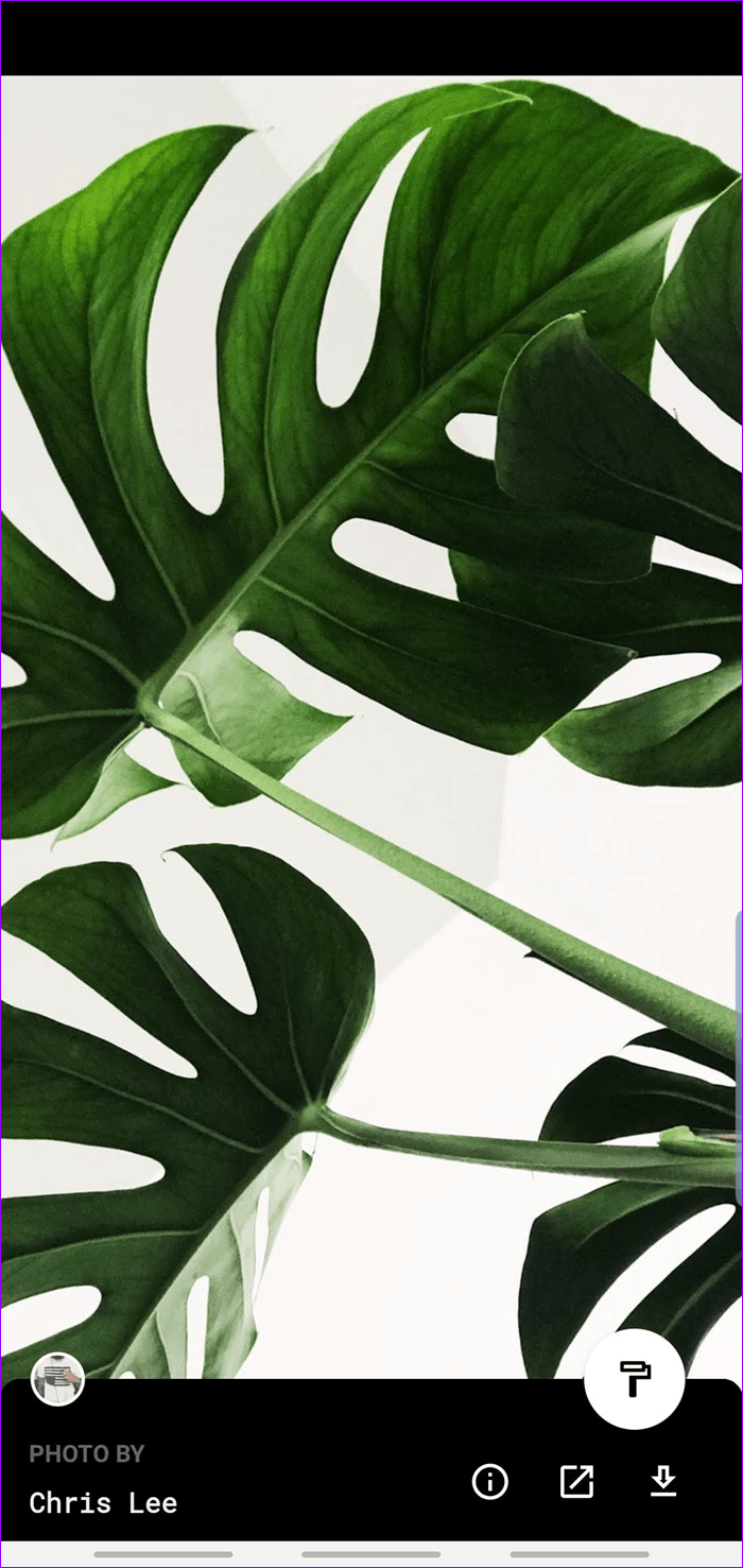 Best Android Wallpaper Apps - Plakat Monstera - HD Wallpaper 