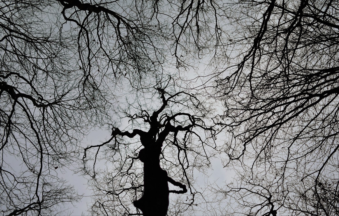 Photo Wallpaper Dark, White, Black, Sky, Trees, Nature, - Silhouette - HD Wallpaper 