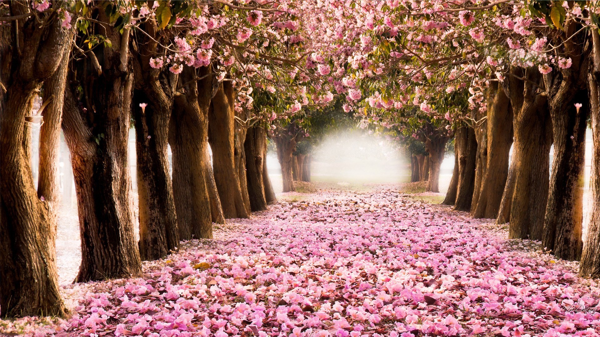Spring Desktop Wallpaper Beautiful Desktop Hd Spring - Spring Desktop Wallpaper Hd - 1920x1080 Wallpaper Spring Desktop Wallpaper Beautiful Desktop Hd Spring - Spring Desktop Wallpaper Hd - 1920x1080 Wallpaper