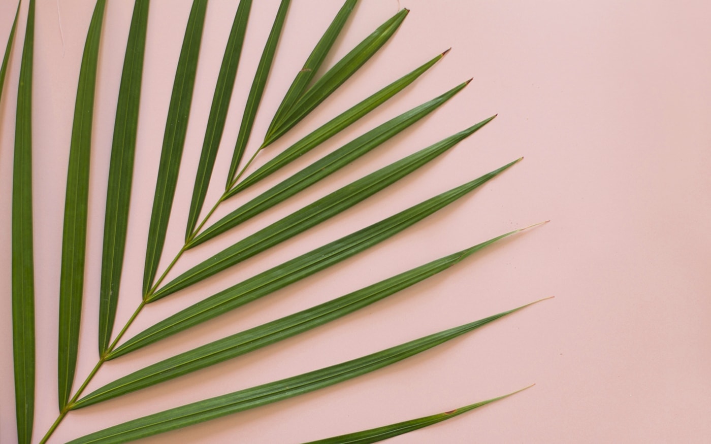 Palm Love - Tropical Leaf Wallpaper Desktop - HD Wallpaper 