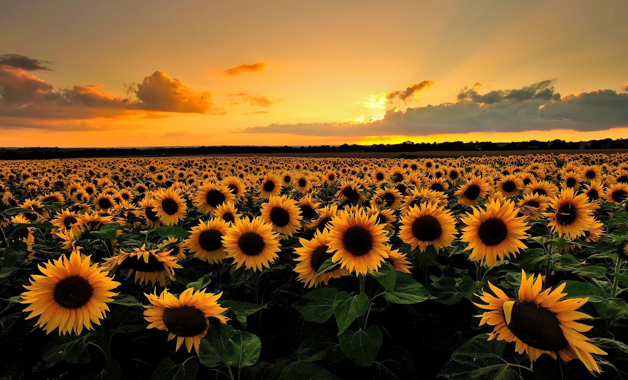 Sunflower Background - HD Wallpaper 