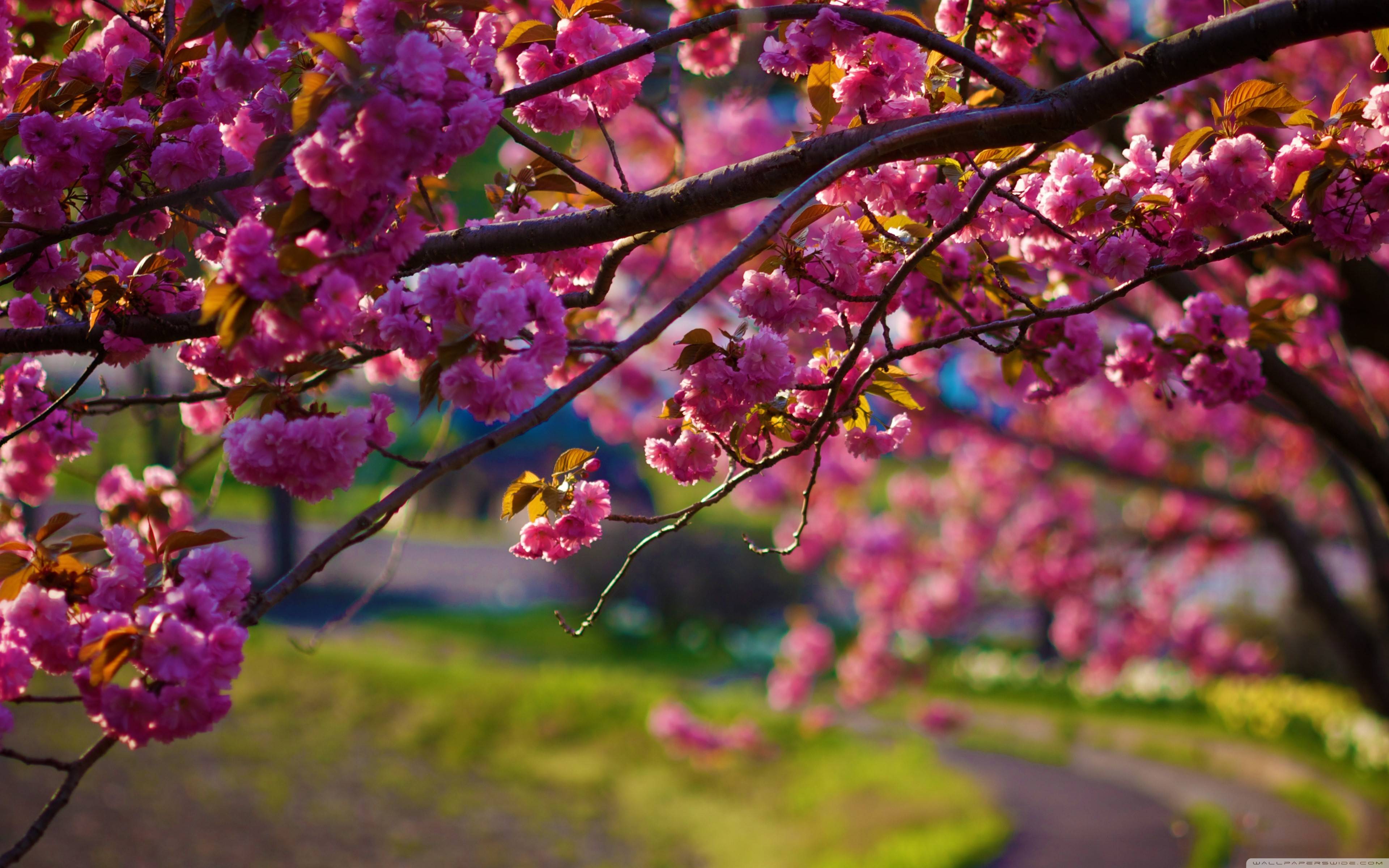 Hd Wallpaper Nature Spring - HD Wallpaper 